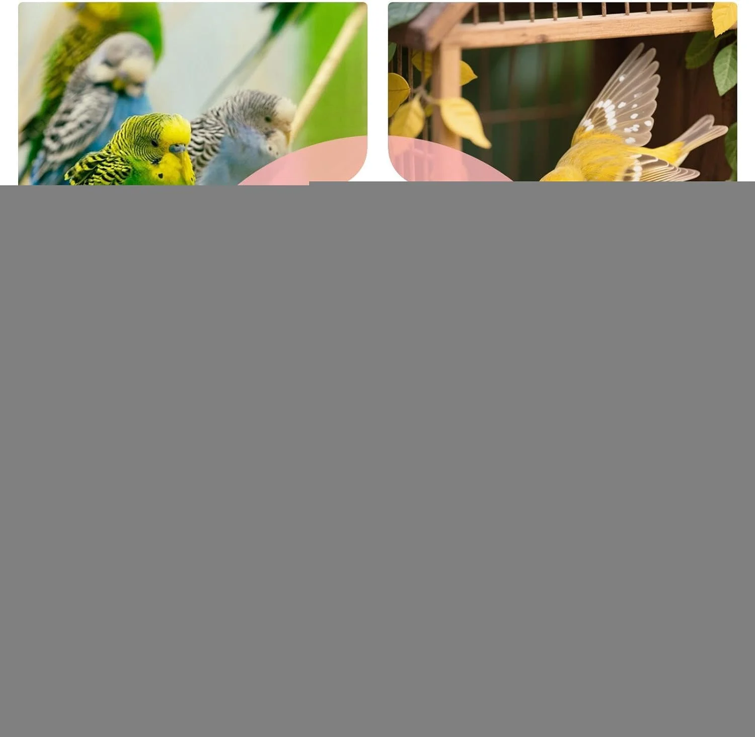 مکمل غذایی | مکمل های سلامت غذایی | پودر طبیعی روزانه 200 گرمی برای ارتقاء سلامت کامل بدن، تعادل داخلی، انرژی، رشد، تکامل مناسب، هضم، طوطی ها، پرندگان مکمل غذایی | مکمل های سلامت غذایی | پودر طبیعی روزانه 200 گرمی برای ارتقاء سلامت کامل بدن، تعادل داخلی، انرژی، رشد، تکامل مناسب، هضم، طوطی ها، پرندگان