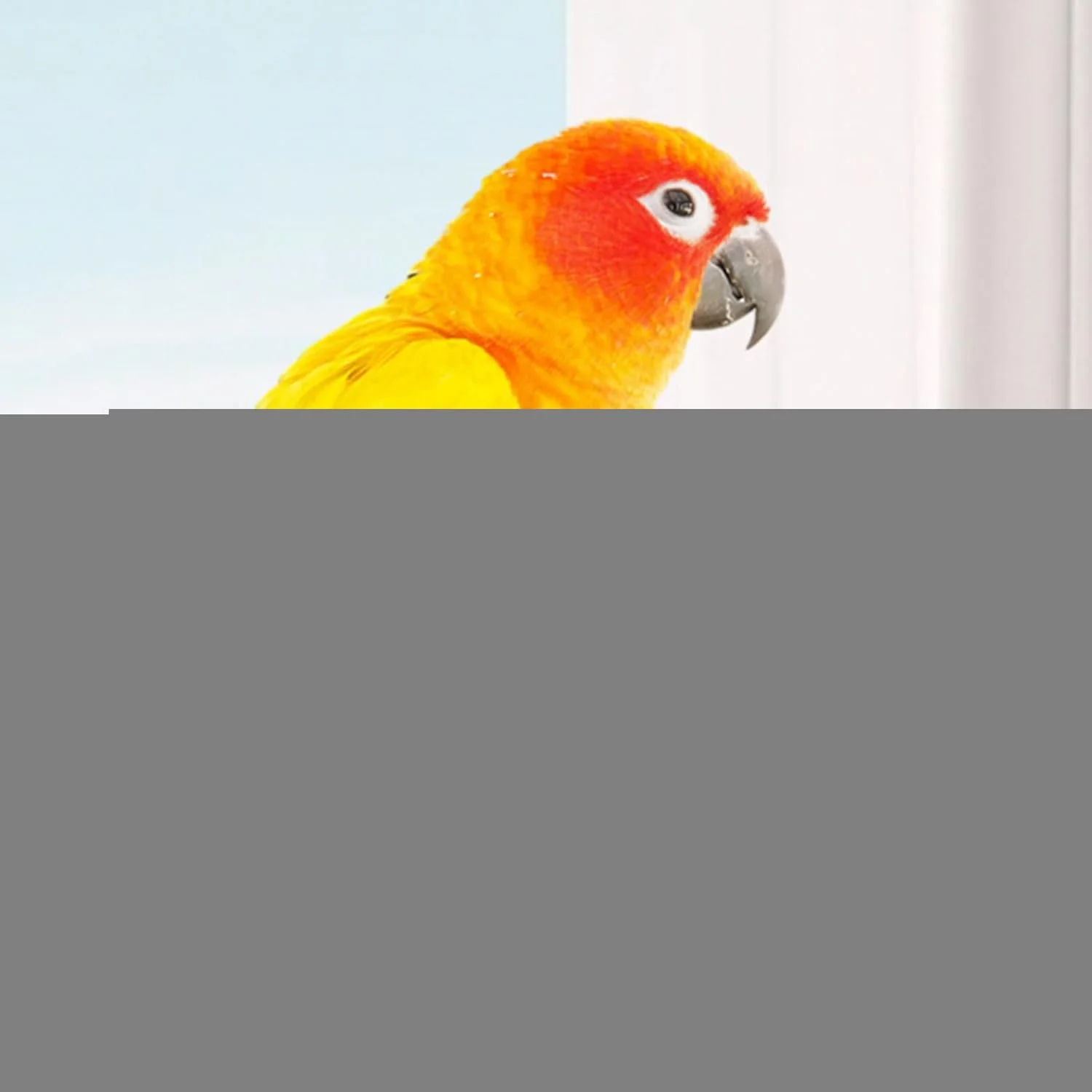 پودر طبیعی روزانه 200 گرمی برای ترمیم رژیم غذایی و حمایت از روده | ارتقاء سلامت کامل بدن، تعادل داخلی، انرژی، رشد، تکامل مناسب، هضم، طوطی ها و پرندگان