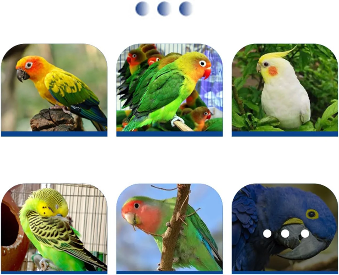 مکمل غذایی | پشتیبانی از روده - تغذیه طبیعی گوارشی 200 گرم لوازم روزانه حیوانات خانگی برای پرندگان طوطی سانان، ترویج رشد و تکامل مناسب و تعادل داخلی مکمل غذایی | پشتیبانی از روده - تغذیه طبیعی گوارشی 200 گرم لوازم روزانه حیوانات خانگی برای پرندگان طوطی سانان، ترویج رشد و تکامل مناسب و تعادل داخلی