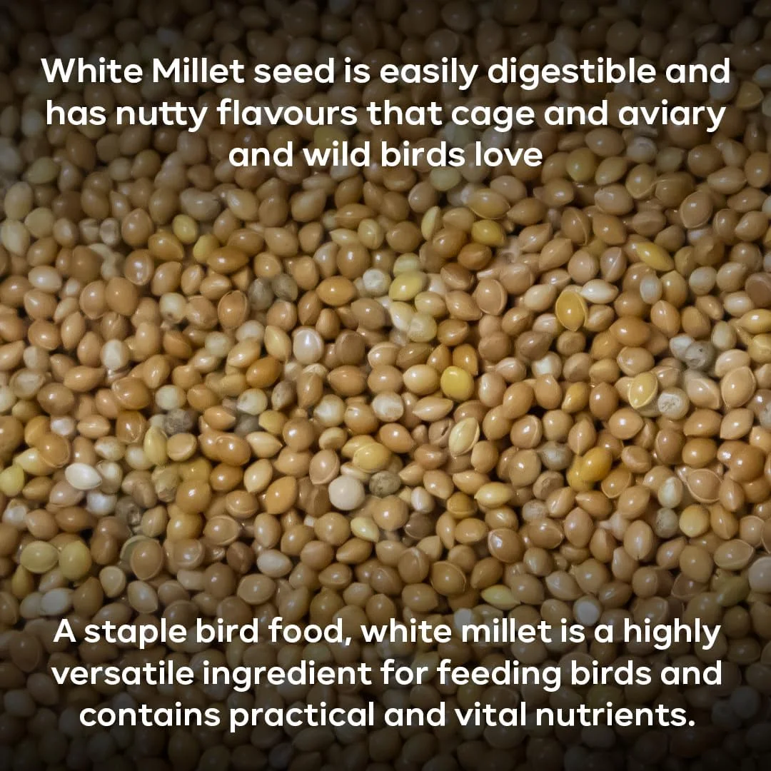 غذای ساده پرندگان Brandsfinity، 400 گرم، مناسب پرندگان کوچک، 100% دانه ارزن زرد، ایده آل برای مرغ عشق، قناری، فنچ، غذای آسان برای استفاده در دانخوری ها و خانه های پرندگان در فضای باز