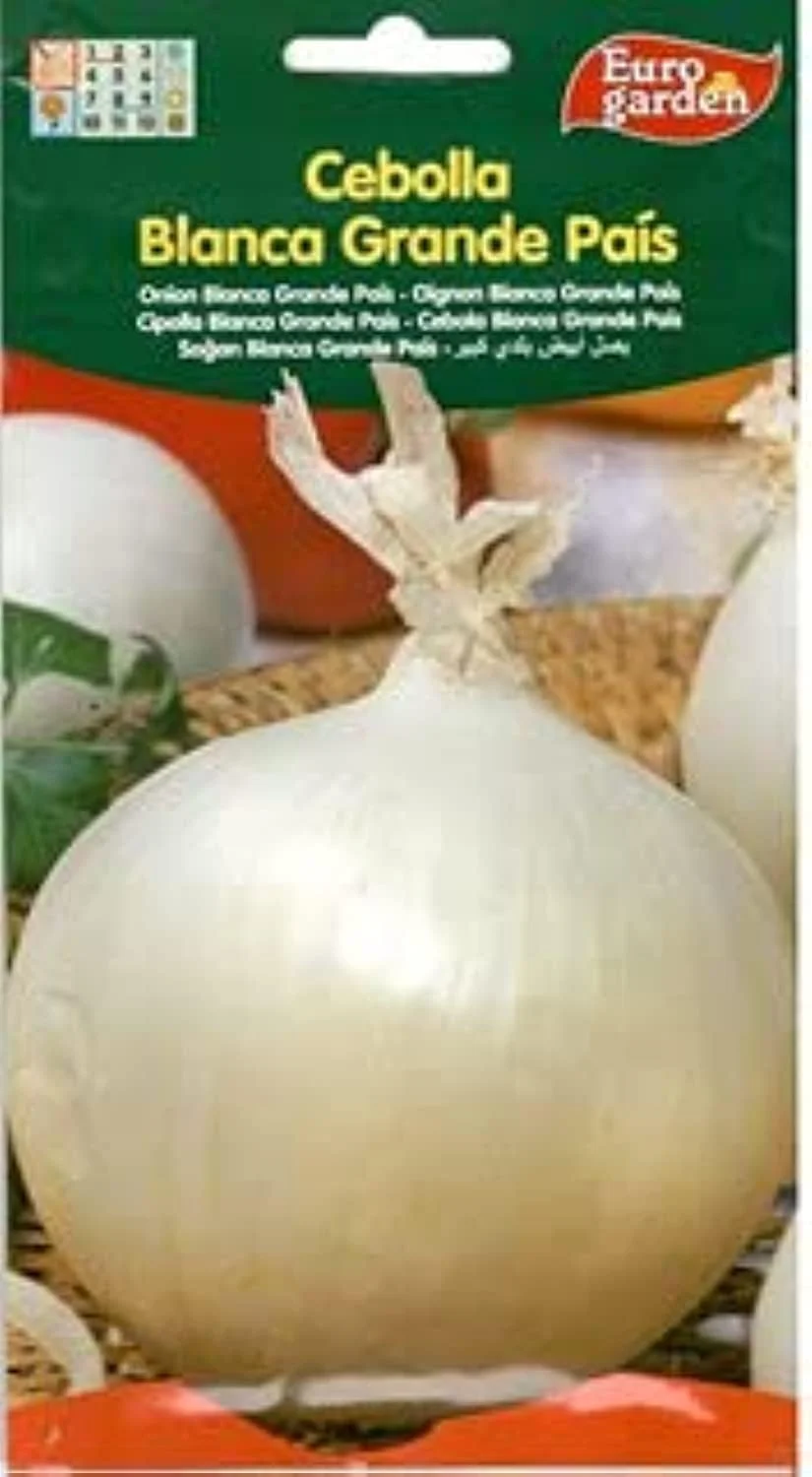 پیاز سفید باغچه اروپایی