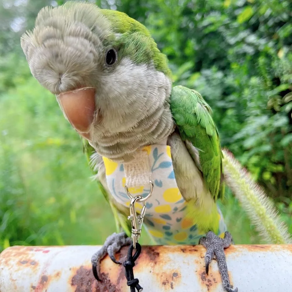 پوشک طوطی، لباس پرواز پرندگان، لباس طوطی، لباس حیوانات خانگی، لباس پرنده، پوشک عروس هلندی، پوشک پرنده خانگی، لباس پرواز طوطی، لباس طوطی پرنده (پنبه زرد، 2M) پوشک طوطی، لباس پرواز پرندگان، لباس طوطی، لباس حیوانات خانگی، لباس پرنده، پوشک عروس هلندی، پوشک پرنده خانگی، لباس پرواز طوطی، لباس طوطی پرنده (پنبه زرد، 2M)