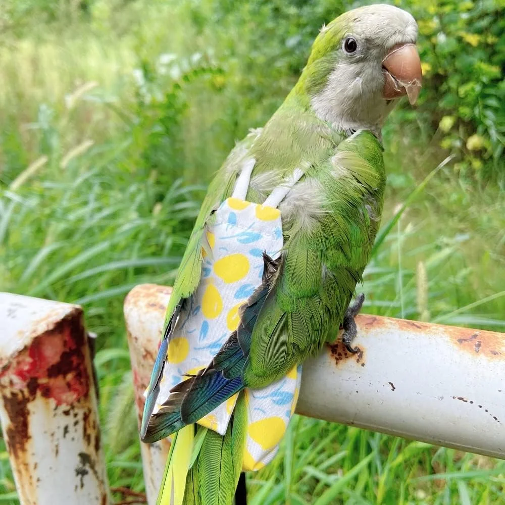 پوشک طوطی، لباس پرواز پرندگان، لباس طوطی، لباس حیوانات خانگی، لباس پرنده، پوشک عروس هلندی، پوشک پرنده خانگی، لباس پرواز طوطی، لباس طوطی پرنده (پنبه زرد، 2M) پوشک طوطی، لباس پرواز پرندگان، لباس طوطی، لباس حیوانات خانگی، لباس پرنده، پوشک عروس هلندی، پوشک پرنده خانگی، لباس پرواز طوطی، لباس طوطی پرنده (پنبه زرد، 2M)