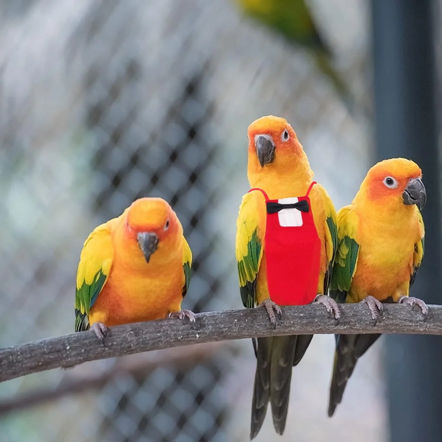 لباس پرواز طوطی با طرح پاپیون، مناسب و کاربردی برای حیوانات خانگی