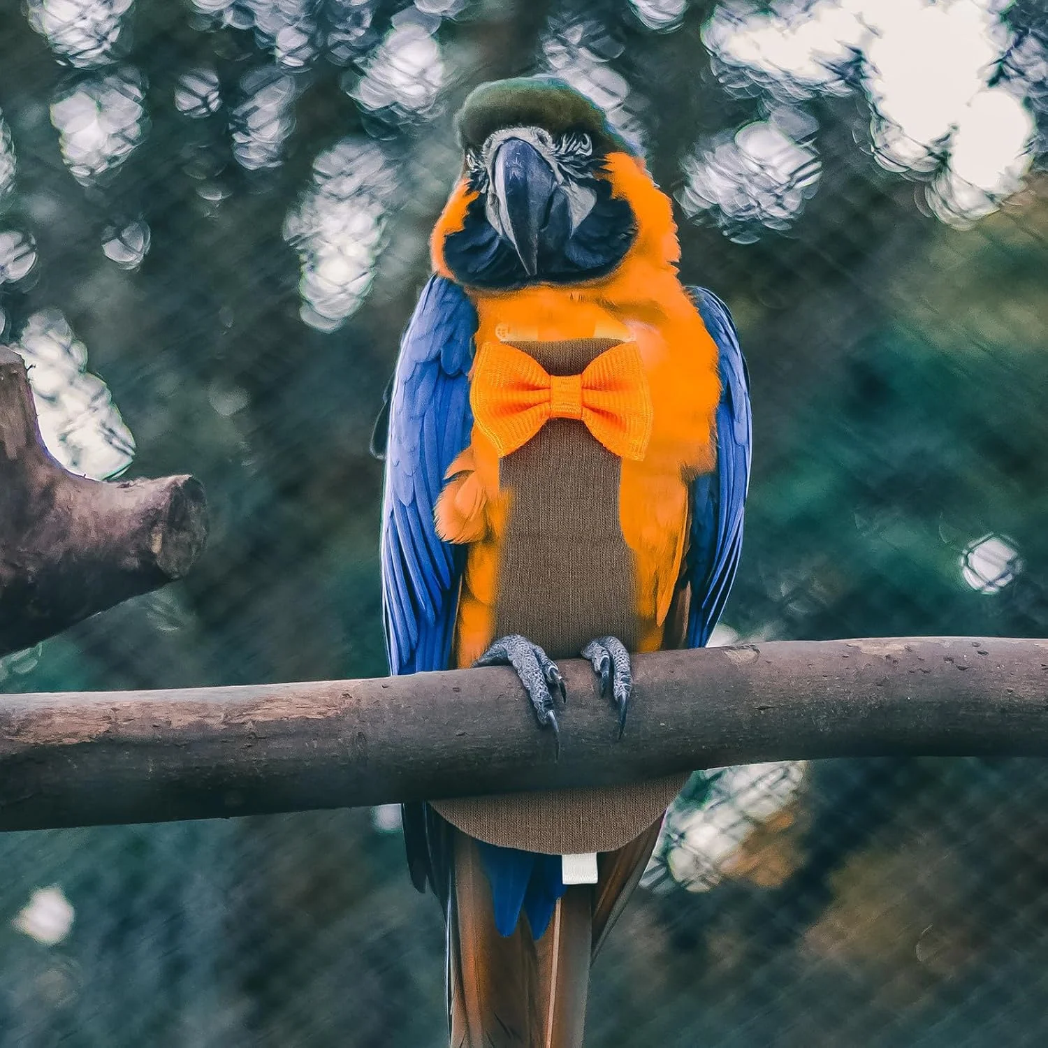 پوشک پرنده OATIPHO، لباس پرواز پرنده، پوشک اردک، لباس طوطی، پاراکیت، پوشک پرنده، عروس هلندی، طوطی، دم بلند، پنبه ای