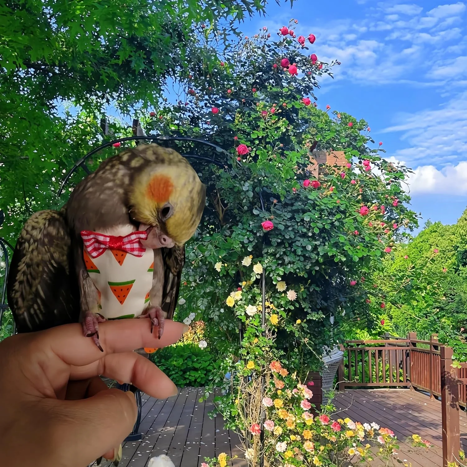 ست 5 عددی پوشک پرنده، لباس پرواز، پوشک قابل استفاده مجدد طوطی با لایه داخلی ضد آب، لباس ادرار شویی زیبا برای عروس هلندی، مرغ عشق، کانور، ماکائو، پاراکیت، مرغ عشق، سایز S ست 5 عددی پوشک پرنده، لباس پرواز، پوشک قابل استفاده مجدد طوطی با لایه داخلی ضد آب، لباس ادرار شویی زیبا برای عروس هلندی، مرغ عشق، کانور، ماکائو، پاراکیت، مرغ عشق، سایز S