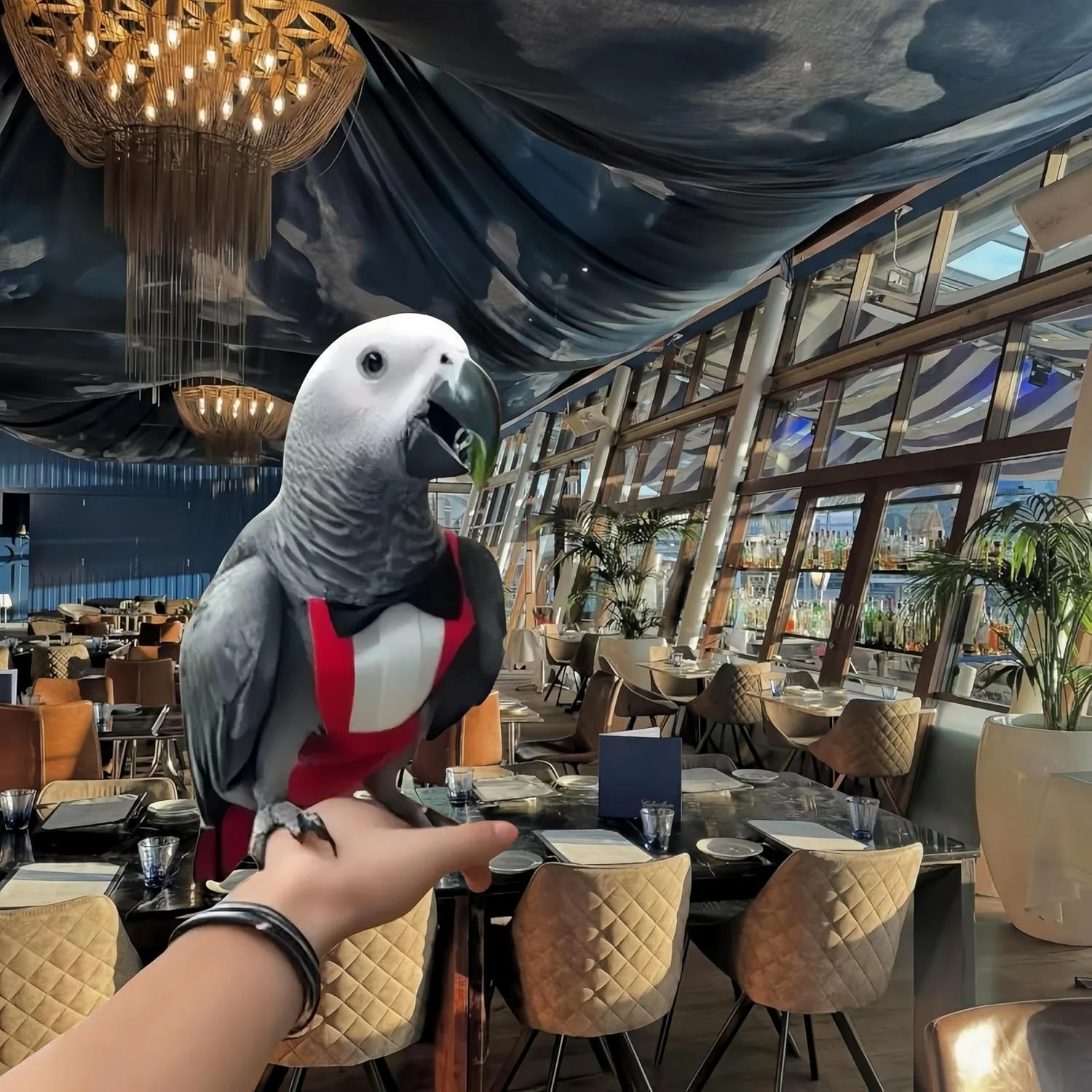 پوشک پرنده مگنولوران با پاپیون، لباس پرواز تاکسیدو با بند پرواز 80 اینچی، پوشک طوطی با لایه داخلی ضد آب، مناسب برای کوکاتیل، کانور، پاراکیت، ماکائو، باجری - قرمز، XL