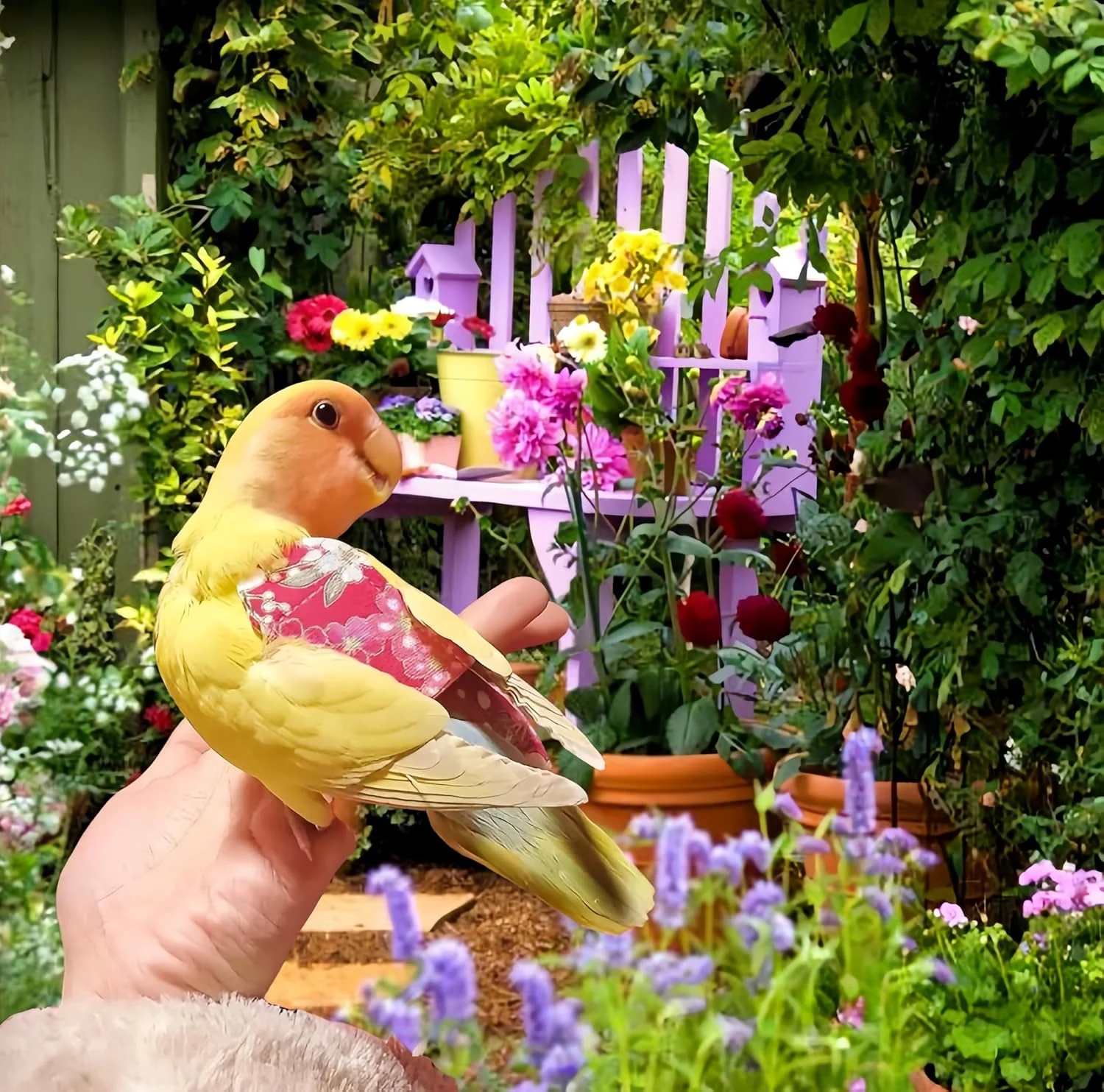 2 عدد پوشک پرنده، لباس پرواز با افسار پرواز 80 اینچی، پوشک طوطی قابل استفاده مجدد با لایه داخلی ضد آب، مناسب برای کوکاتیل، باجی، کانور، پاراکیت، مرغ عشق - قرمز و مشکی