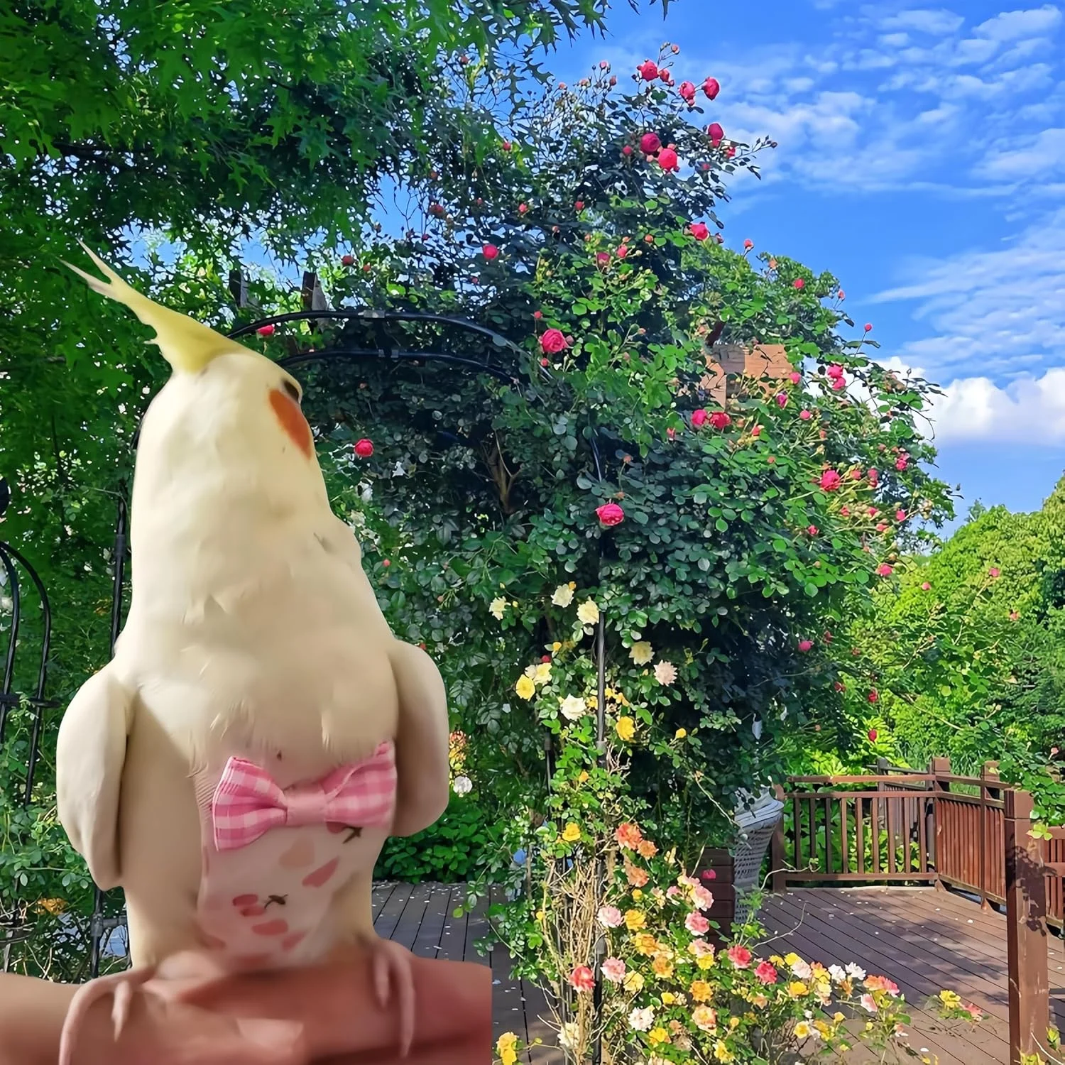 ست 2 عددی پوشک پرنده Magnoloran با افسار پرواز 80 اینچی، پوشک قابل استفاده مجدد طوطی با لایه داخلی ضد آب برای کوکاتیل، مرغ عشق، کانور، پاراکیت، مرغ مینا - صورتی و آبی