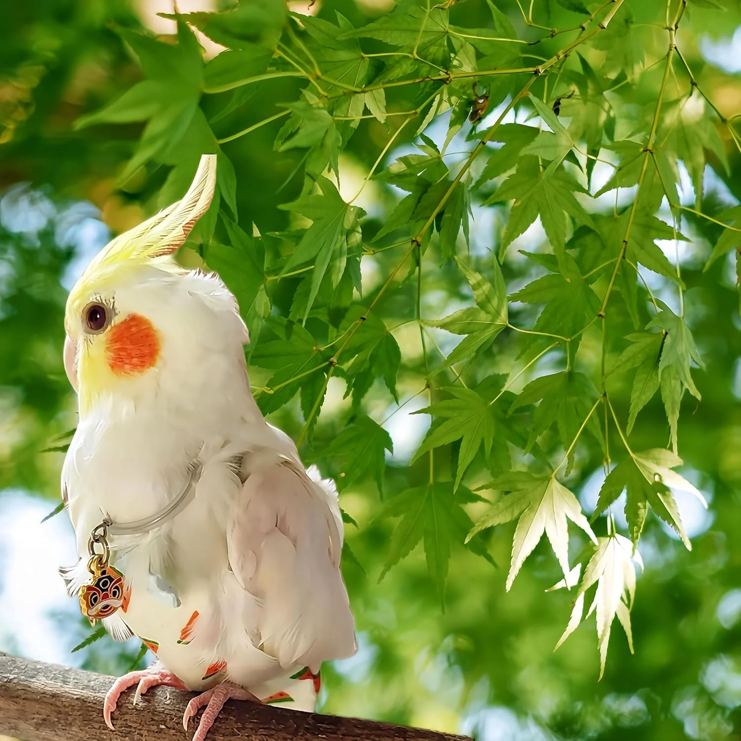 ست لباس پرواز پرنده Magnoloran شامل 2 عدد پوشک پرنده، افسار پرواز 80 اینچی، پوشک قابل استفاده مجدد طوطی با لایه داخلی ضد آب برای کوکاتیل، باجی، کانور، پاراکیت، مرغ عشق - هندوانه و نارنجی