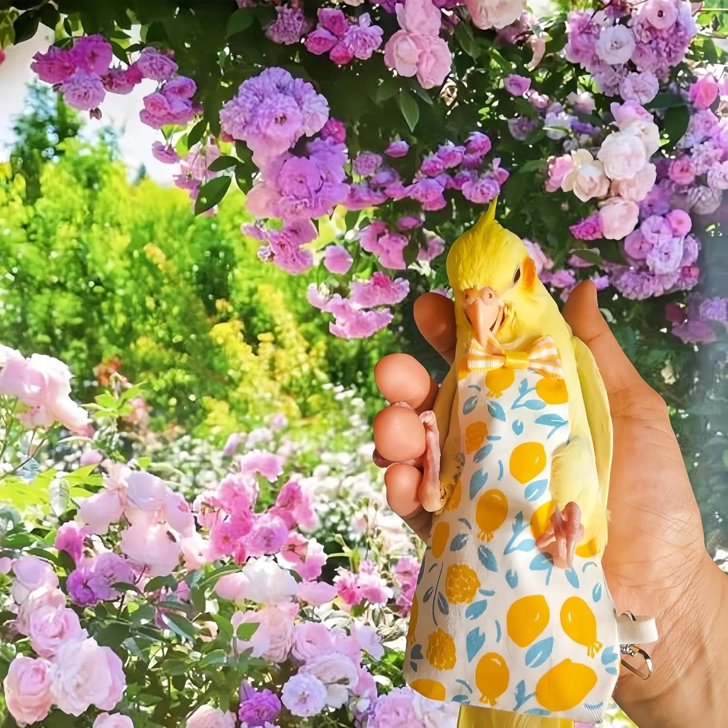 2 عدد پوشک پرنده، لباس پرواز با افسار پرواز 80 اینچی، شلوار پوشک کبوتر، لباس ادرار برای کوکاتیل، کانور، ماکائو، باجریگار، پاراکیت - پاپیون و لیمو 2 عدد پوشک پرنده، لباس پرواز با افسار پرواز 80 اینچی، شلوار پوشک کبوتر، لباس ادرار برای کوکاتیل، کانور، ماکائو، باجریگار، پاراکیت - پاپیون و لیمو