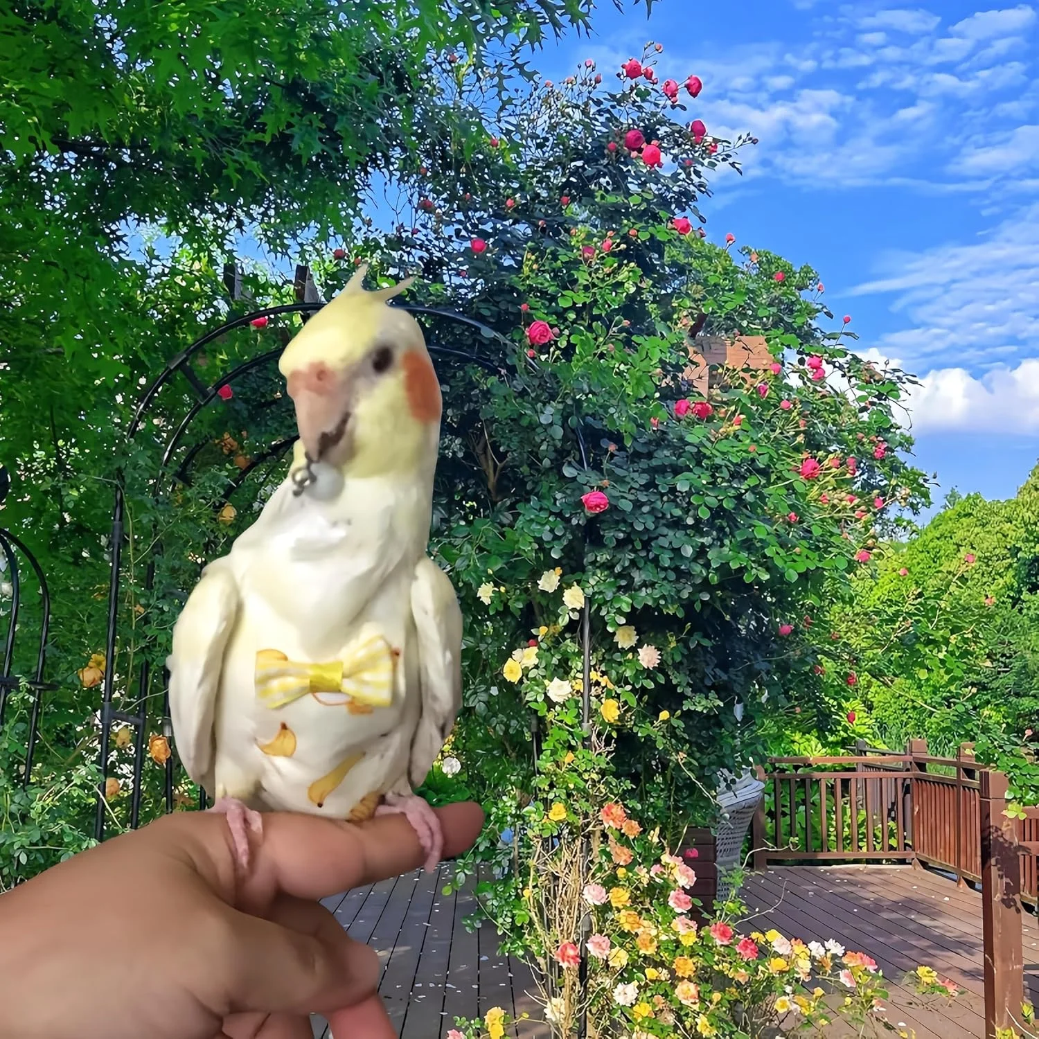 ست پوشک پرنده Magnoloran شامل 2 عدد پوشک پرنده، لباس پرواز و 2 عدد افسار پرواز 80 اینچی، شلوار پوشک طوطی، لباس ادرار برای کوکاتیل، کانور، ماکائو، باجریگار و پاراکیت - کیوی و موز