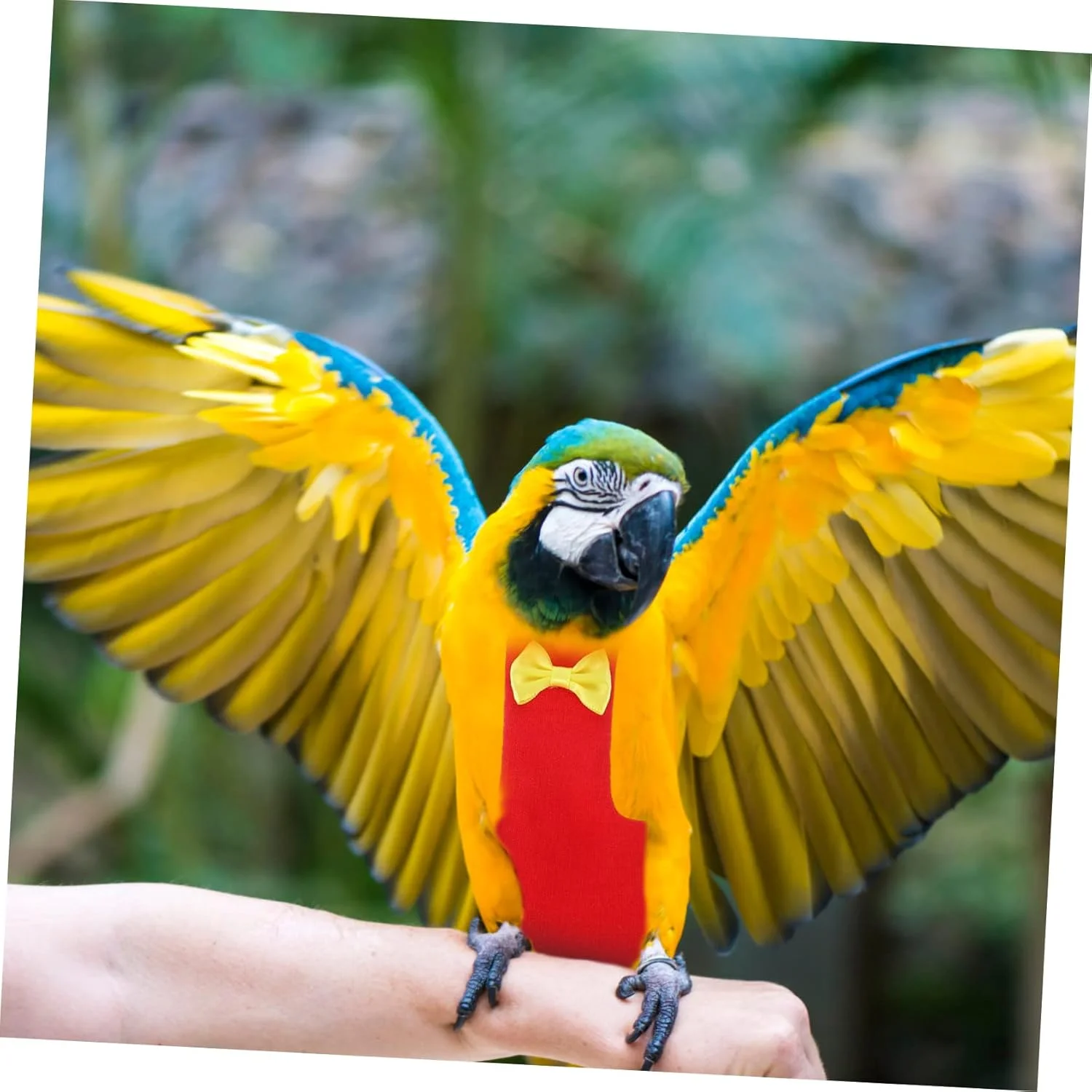 ست ۵ عددی پوشک پرنده، لباس پرواز پرنده ماکاو، پوشک پرنده، مهار پرنده، لباس پرنده برای پاراکیت ها، لباس پرنده، لباس پرنده برای طوطی ها، دم مخروطی پنبه ای حیوان خانگی