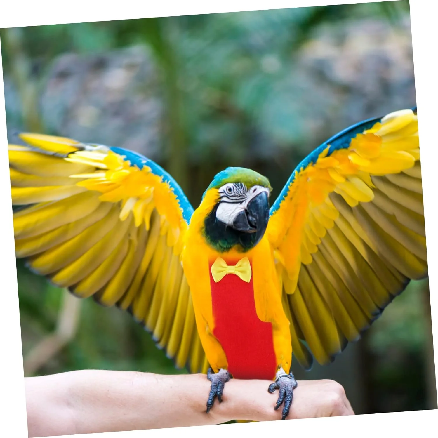 ۴ عدد پوشک پرنده پرواز کننده، مناسب برای ماکائو، طوطی، کبوتر، پوشک پاراکیت، لباس پرواز، لباس پرندگان با پاپیون، لباس پرنده برای طوطی ها، پوشک طوطی، لباس کوچک پرنده برای طوطی ها، پنبه ای