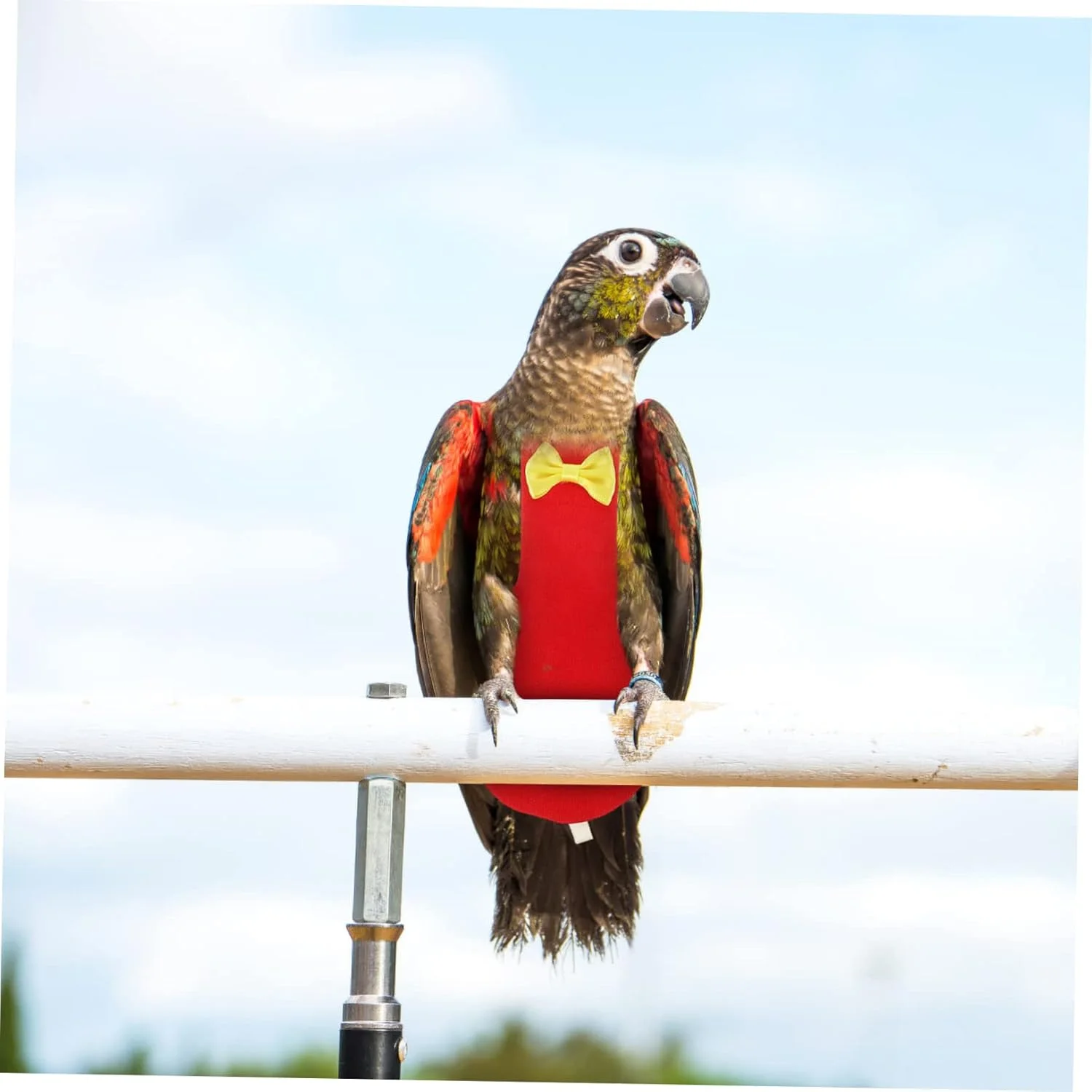 پوشک پرنده پرنده پرنده Macabuns لباس پرنده پوشک طوطی پوشک طوطی محافظ لباس پرنده کوچک پوشک پرنده کوچک بند مخروطی پنبه ای 5 عدد