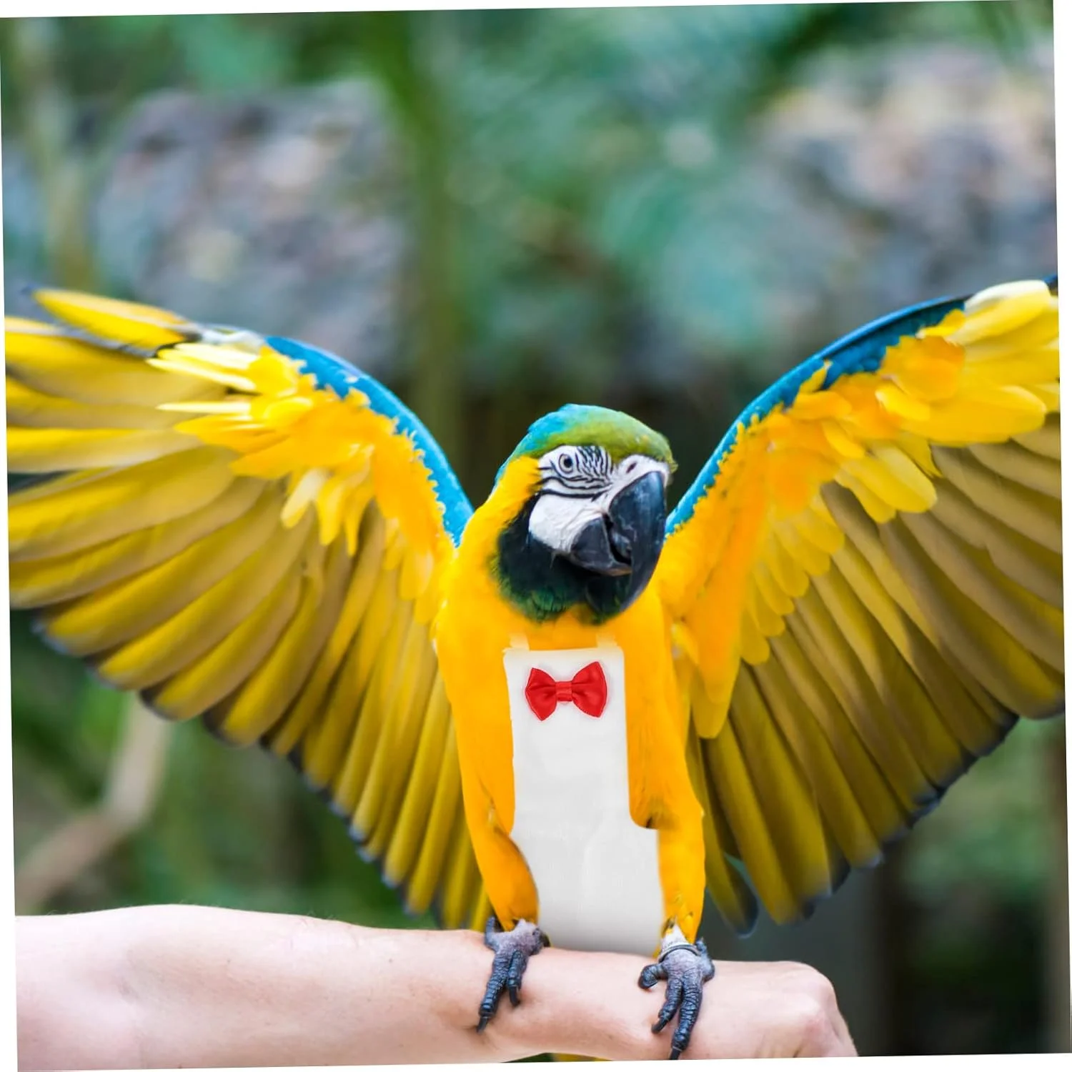 2 عدد پوشک پرنده پرواز لباس پرنده تزئینی لباس طوطی پاپیون لباس پوشک طوطی کوچک لباس پرواز کانور پوشک پوشک پرنده برای طوطی های کوچک دم پنبه ای