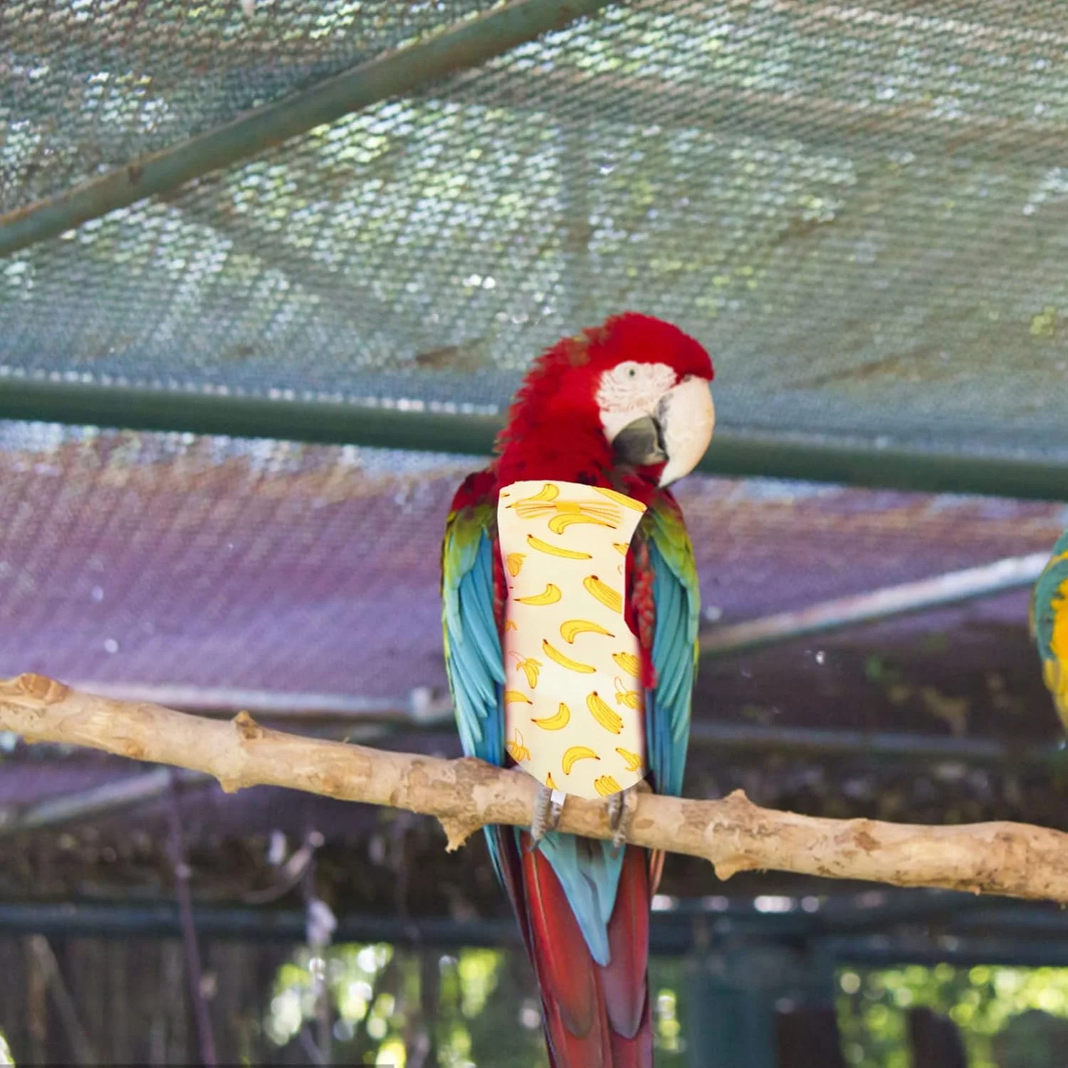 2 عدد پوشک پرنده لباس پرواز طوطی، پوشک نخی نرم و قابل شستشو برای حیوانات خانگی، لباس پوشک طوطی عروس هلندی سایز L