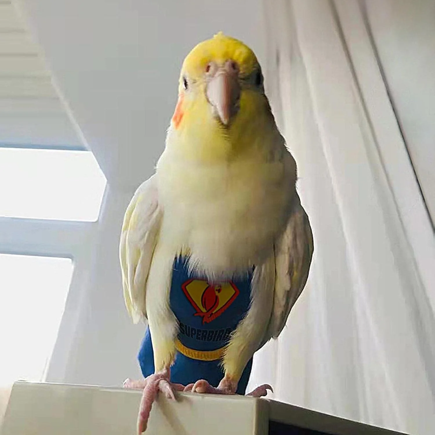 لباس پرنده پوشک طوطی | لباس پرواز پرنده - ضد آب و ضد نشت برای طوطی برزیلی، کاکادو و طوطی لباس پرنده پوشک طوطی | لباس پرواز پرنده - ضد آب و ضد نشت برای طوطی برزیلی، کاکادو و طوطی