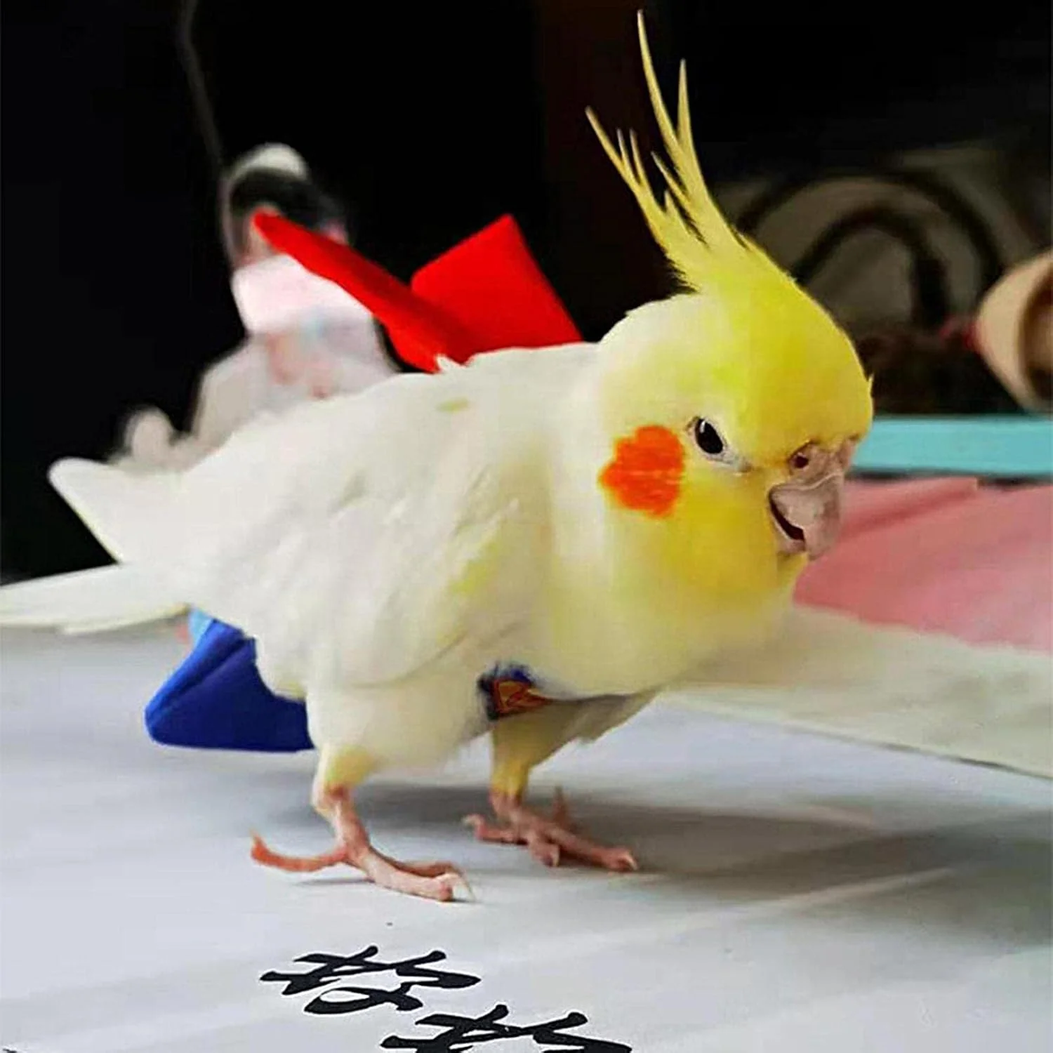 لباس پرنده پوشک طوطی | لباس پرواز پرنده - ضد آب و ضد نشت برای طوطی برزیلی، کاکادو و طوطی لباس پرنده پوشک طوطی | لباس پرواز پرنده - ضد آب و ضد نشت برای طوطی برزیلی، کاکادو و طوطی