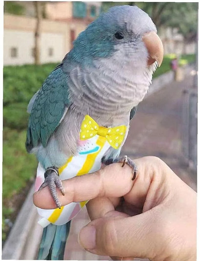 BLZQSQ 1 عدد پوشک پرنده خانگی، پوشک قابل شستشو، جیبی برای مدفوع، قابل استفاده مجدد برای طوطی، کبوتر، ماکائو، مرغ عشق، عروس هلندی - طرح هندوانه BLZQSQ 1 عدد پوشک پرنده خانگی، پوشک قابل شستشو، جیبی برای مدفوع، قابل استفاده مجدد برای طوطی، کبوتر، ماکائو، مرغ عشق، عروس هلندی - طرح هندوانه