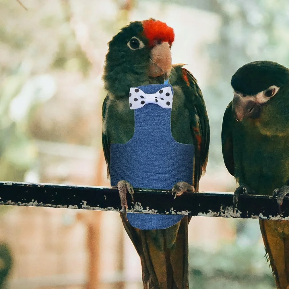 پوشک پرنده پاپیونی، لباس پرواز پرنده، پوشک طوطی قابل شستشو، لباس کراوات پاپیونی، لباس پوشک پرواز برای طوطی ها، عروس هلندی، پرندگان خانگی، آبی آسمانی، سایز L، شلوار کبوتر