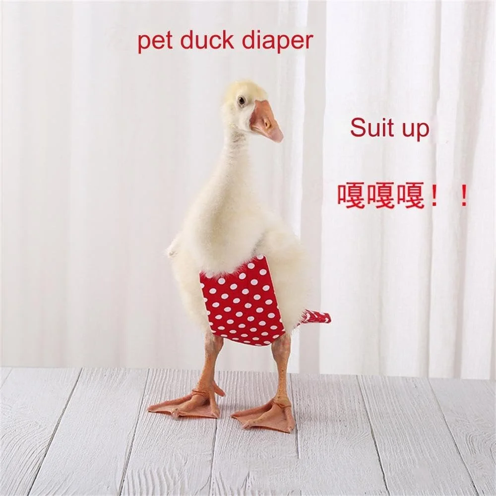 پوشک حیوانات خانگی BaronHong طرح مرغ، پوشک اردک، لباس غاز قابل شستشو، پوشک حیوانات مزرعه ای قابل استفاده مجدد ضد آب با پاپیون (کدو تنبل، S) پوشک حیوانات خانگی BaronHong طرح مرغ، پوشک اردک، لباس غاز قابل شستشو، پوشک حیوانات مزرعه ای قابل استفاده مجدد ضد آب با پاپیون (کدو تنبل، S)