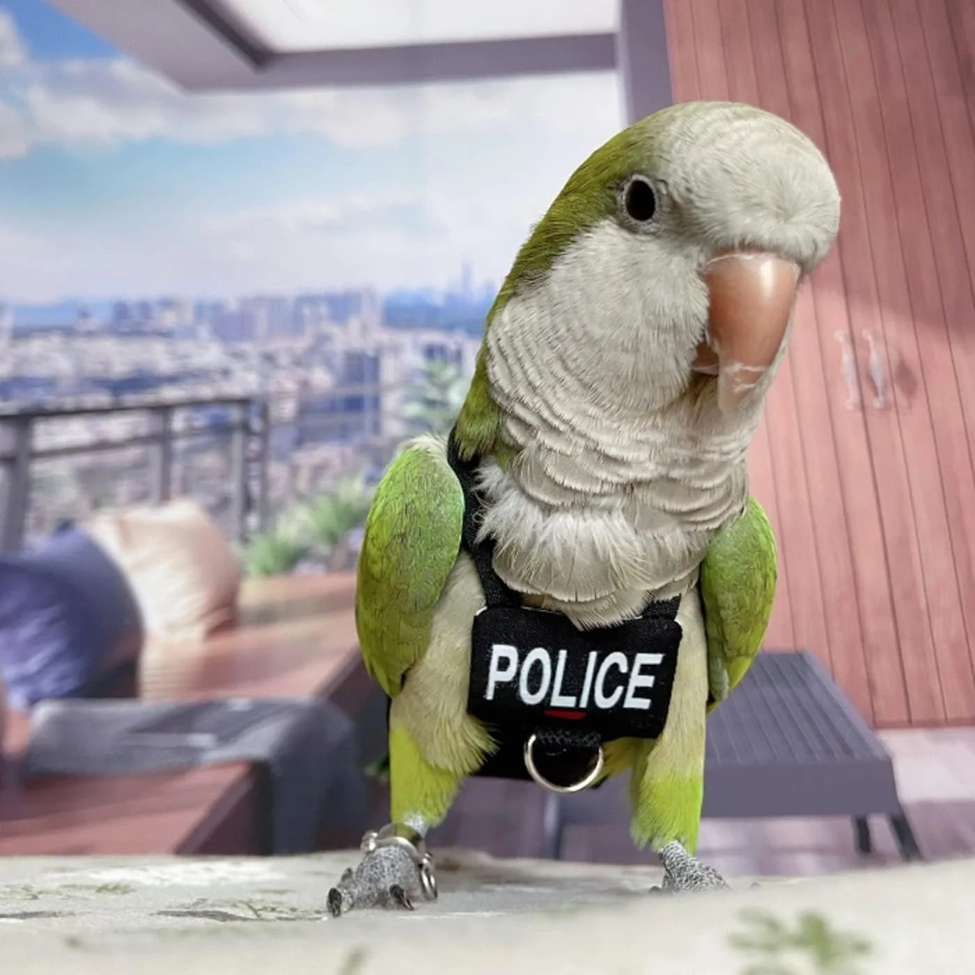 لباس پرواز پرنده Barn Eleven، لباس پرواز طوطی با بند، لباس پرواز پرنده با طناب و دسته برای آموزش فعالیت های خارج از منزل (همراه با بند - بزرگ) لباس پرواز پرنده Barn Eleven، لباس پرواز طوطی با بند، لباس پرواز پرنده با طناب و دسته برای آموزش فعالیت های خارج از منزل (همراه با بند - بزرگ)