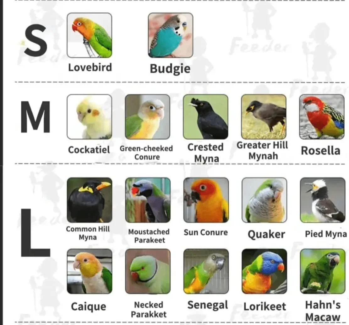 لباس پرواز پرنده Barn Eleven، پوشک لباس پرواز طوطی برای پاراکیت راهب، لباس پرواز کوکاتیل، لباس طوطی، لباس آستر پوشک آموزش پرنده (بزرگ، صورتی روشن) لباس پرواز پرنده Barn Eleven، پوشک لباس پرواز طوطی برای پاراکیت راهب، لباس پرواز کوکاتیل، لباس طوطی، لباس آستر پوشک آموزش پرنده (بزرگ، صورتی روشن)