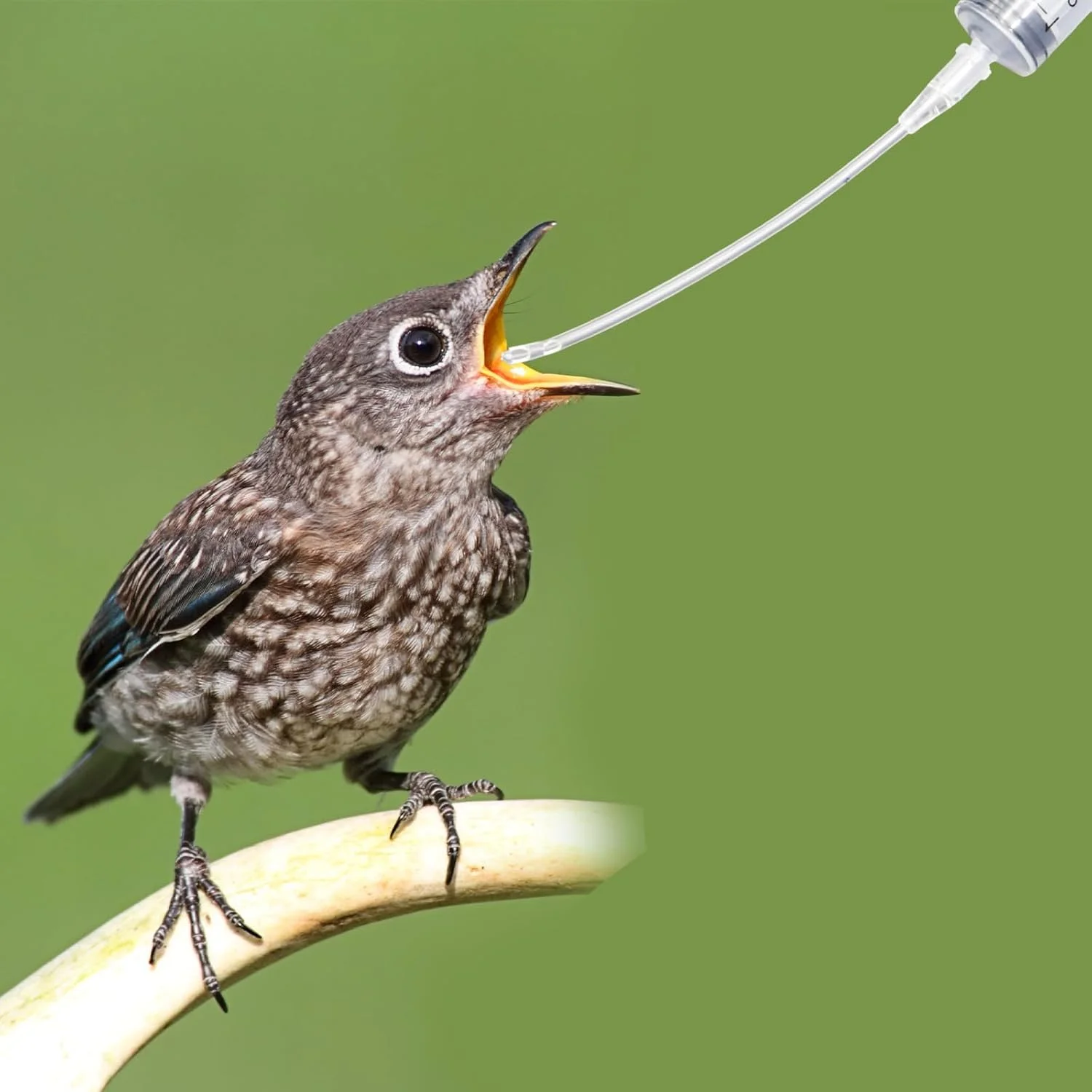 سرنگ 10 میلی لیتری با 10 عدد شلنگ، ست غذادهی پرندگان جوان، سرنگ با شلنگ، لوازم جانبی کبوتر، لوازم طوطی پرندگان نوزاد، ابزار تغذیه دستی، برای تغذیه آب، پرندگان شیری، طوطی ها، کوچک