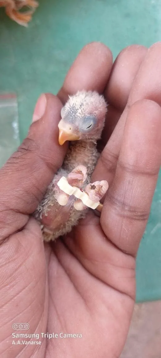 دستبند (حلقه) درمان پای باز برای فنچ، مرغ عشق آفریقایی، عروس هلندی. تعداد: 10 عدد سایز مختلف به همراه 2 عدد لوله تغذیه استیل 18Gx55mm خمیده رایگان