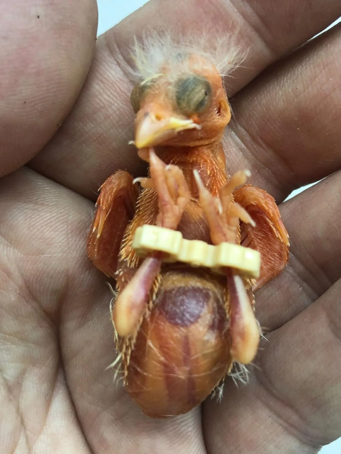 دستبند (حلقه) درمان پای باز برای فنچ، مرغ عشق آفریقایی، عروس هلندی. تعداد: 10 عدد سایز مختلف به همراه 2 عدد لوله تغذیه استیل 18Gx55mm خمیده رایگان دستبند (حلقه) درمان پای باز برای فنچ، مرغ عشق آفریقایی، عروس هلندی. تعداد: 10 عدد سایز مختلف به همراه 2 عدد لوله تغذیه استیل 18Gx55mm خمیده رایگان