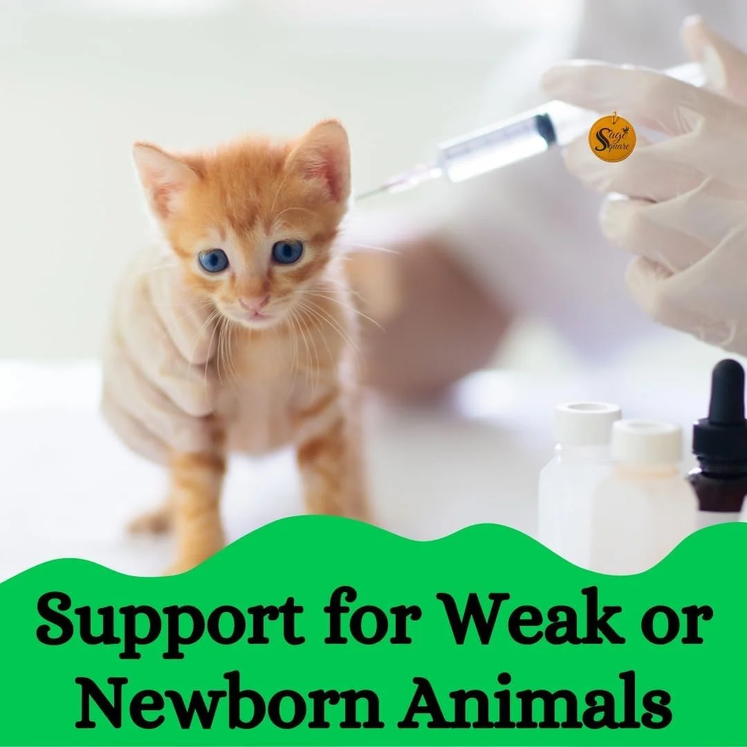 سرنگ غذا دهی دستی Sage Square با نوک منحنی برای پرندگان/ توله سگ/ بچه گربه/ سگ/ گربه/ همستر (12 میلی لیتر) سرنگ غذا دهی دستی Sage Square با نوک منحنی برای پرندگان/ توله سگ/ بچه گربه/ سگ/ گربه/ همستر (12 میلی لیتر)