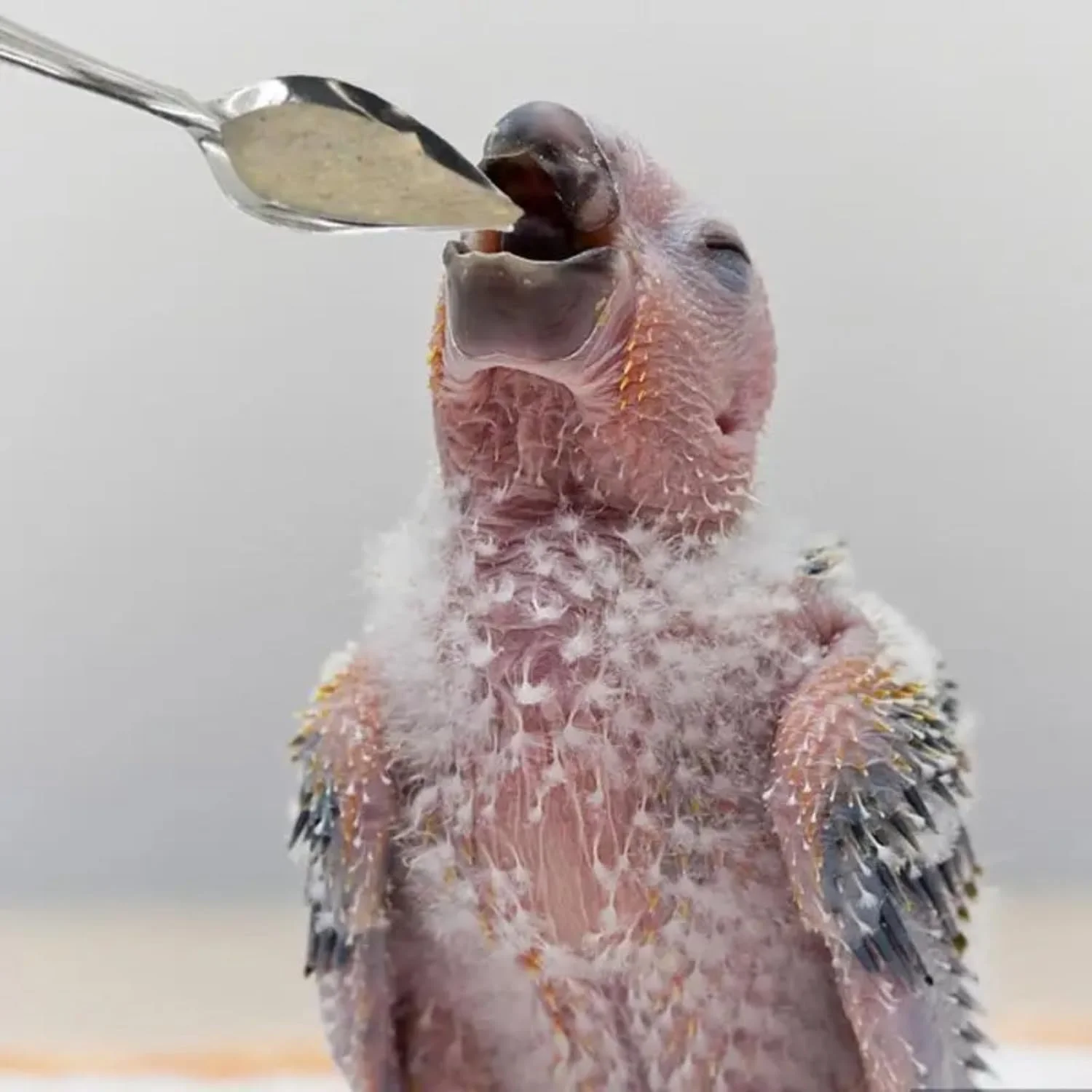 SOLDOUT 2 عدد قاشق غذاخوری لانه گزینی، قاشق غذاخوری پرنده طوطی، قاشق های استیل ضد زنگ برای آب، شیر و پودر، لوازم پرندگان (بسته 2 عددی) SOLDOUT 2 عدد قاشق غذاخوری لانه گزینی، قاشق غذاخوری پرنده طوطی، قاشق های استیل ضد زنگ برای آب، شیر و پودر، لوازم پرندگان (بسته 2 عددی)