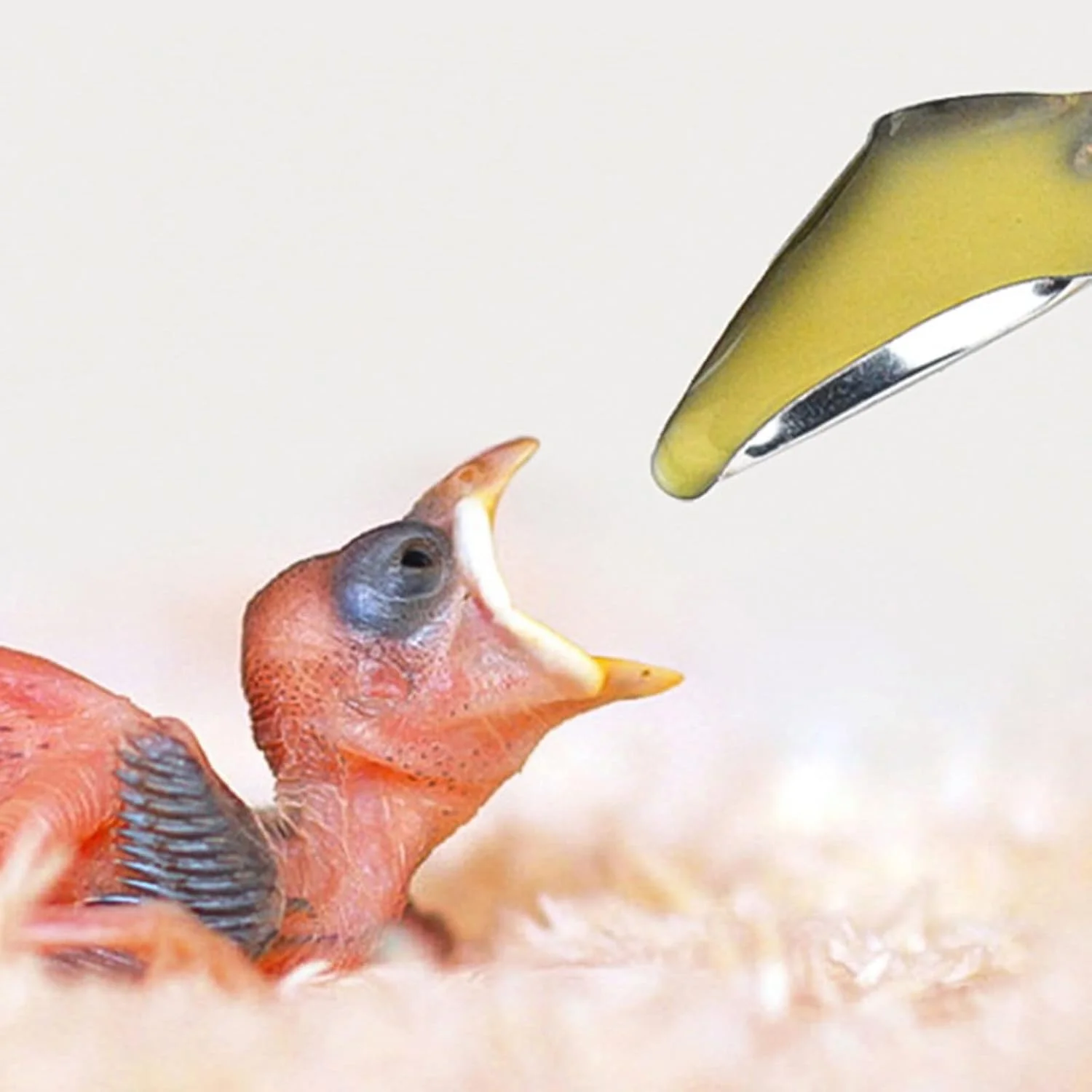 کیان ژنگ هوا 10 عدد قاشق غذاخوری استیل ضد زنگ برای تغذیه پرندگان، ابزار تغذیه دستی برای ماکائو، طوطی، مرغ عشق و پاراکیت