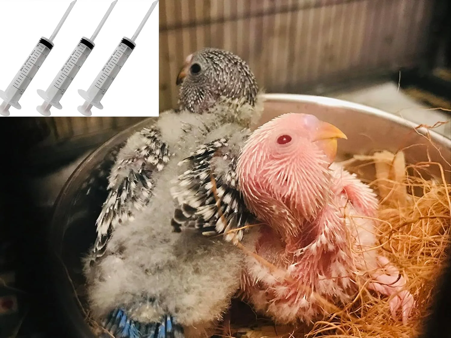 سرنگ تغذیه دستی پرندگان، طوطی، عروس هلندی و مرغ عشق 5، 10 و 20 میلی لیتری