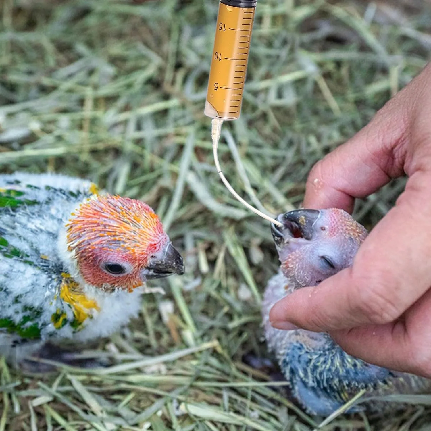 سرنگ تغذیه پرندگان نوزاد، 1 عدد سرنگ تغذیه نوزاد پرنده با 20 شلنگ، سرنگ تغذیه استریل حیوانات خانگی برای حیوانات کوچک، بچه گربه ها، توله سگ ها، آزمایشگاه های صنعتی علمی (B)