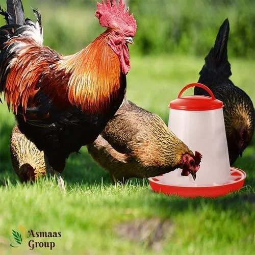 ظروف غذای پرندگان آسمااس. سطل تغذیه دستی 7.50 گرمی برای مرغ و سایر پرندگان. 2 عدد ظروف غذای پرندگان آسمااس. سطل تغذیه دستی 7.50 گرمی برای مرغ و سایر پرندگان. 2 عدد