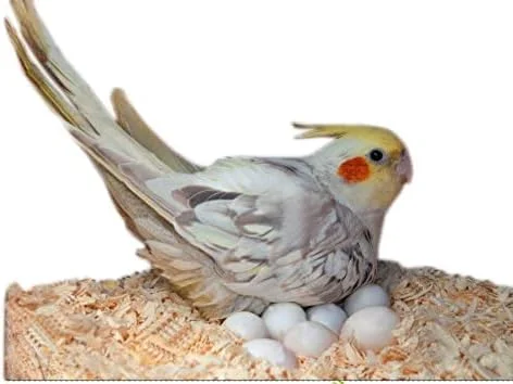 لانه سازی طبیعی سیج اسکوئر از تراشه های چوب نرم برای پرندگان - 450 گرم