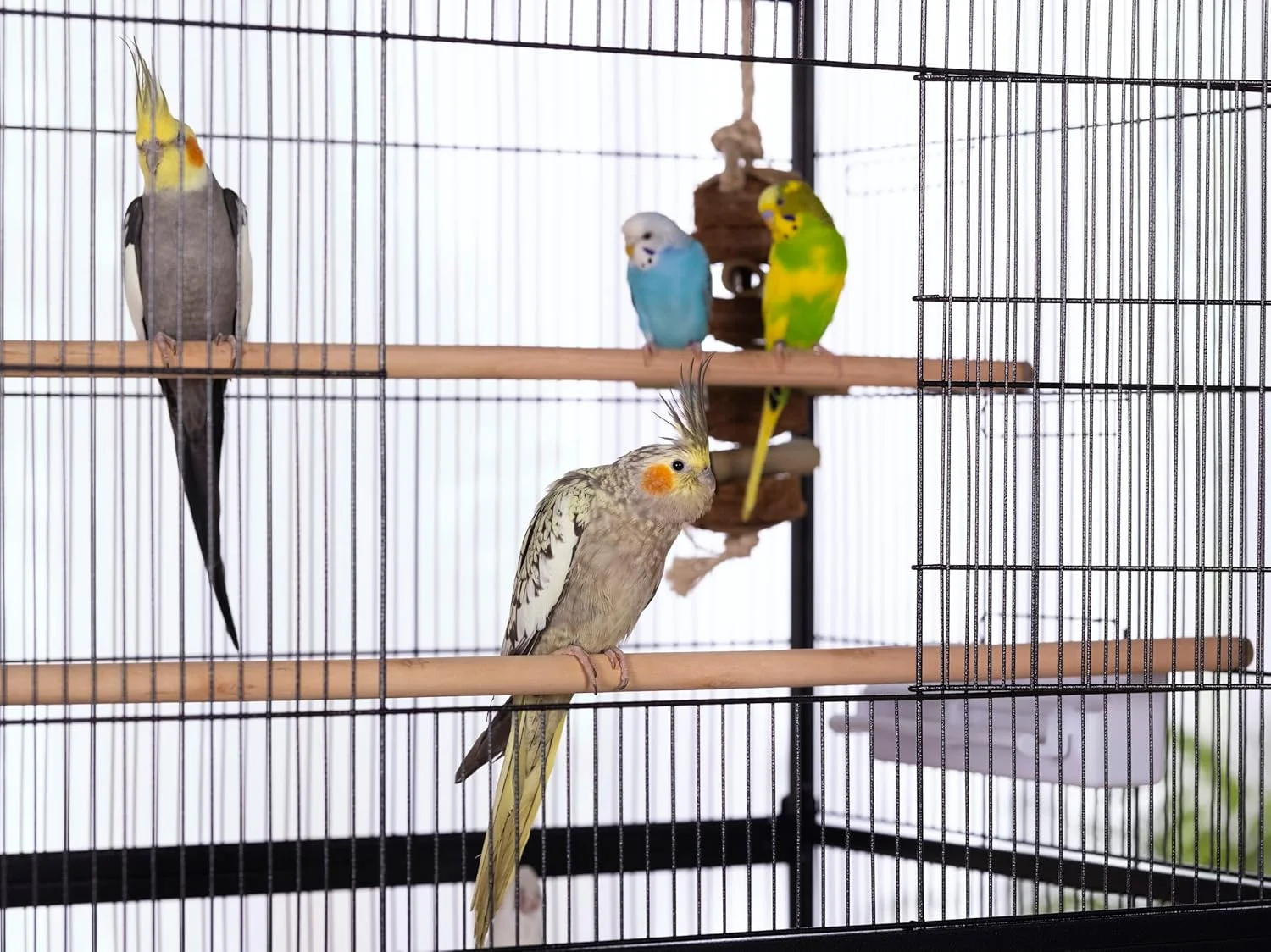 قفس پرواز ایستاده فلزی Prevue Pet Products F040، قفس بزرگ پرنده مشکی، 78.74 سانتی متر در 52.07 سانتی متر در 134.62 سانتی متر