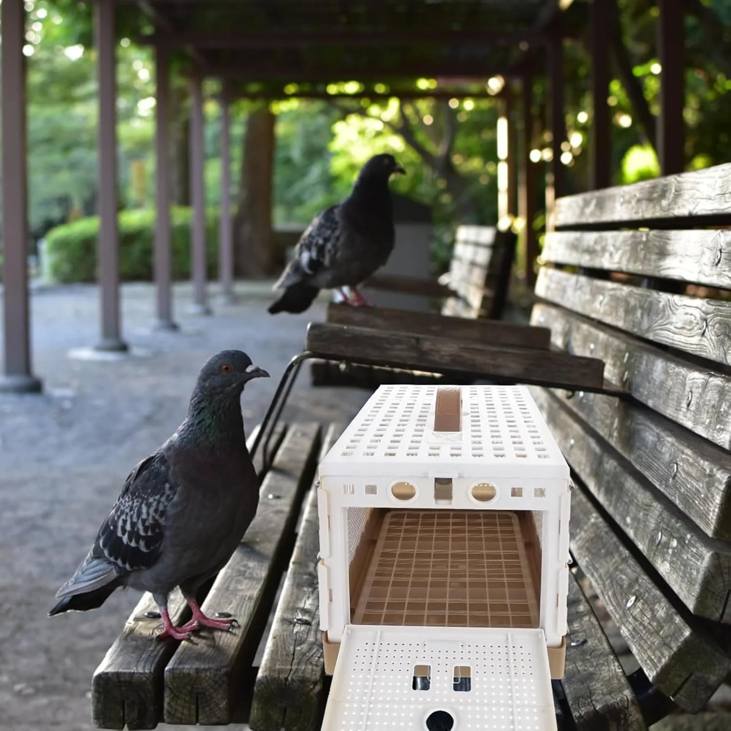 قفس طوطی - قفس تاشو با قفل دوبل | حامل اهلی سازی پرنده - برای آموزش، اهلی سازی و حمل و نقل در فضای داخلی و خارجی، حیاط و مسابقات