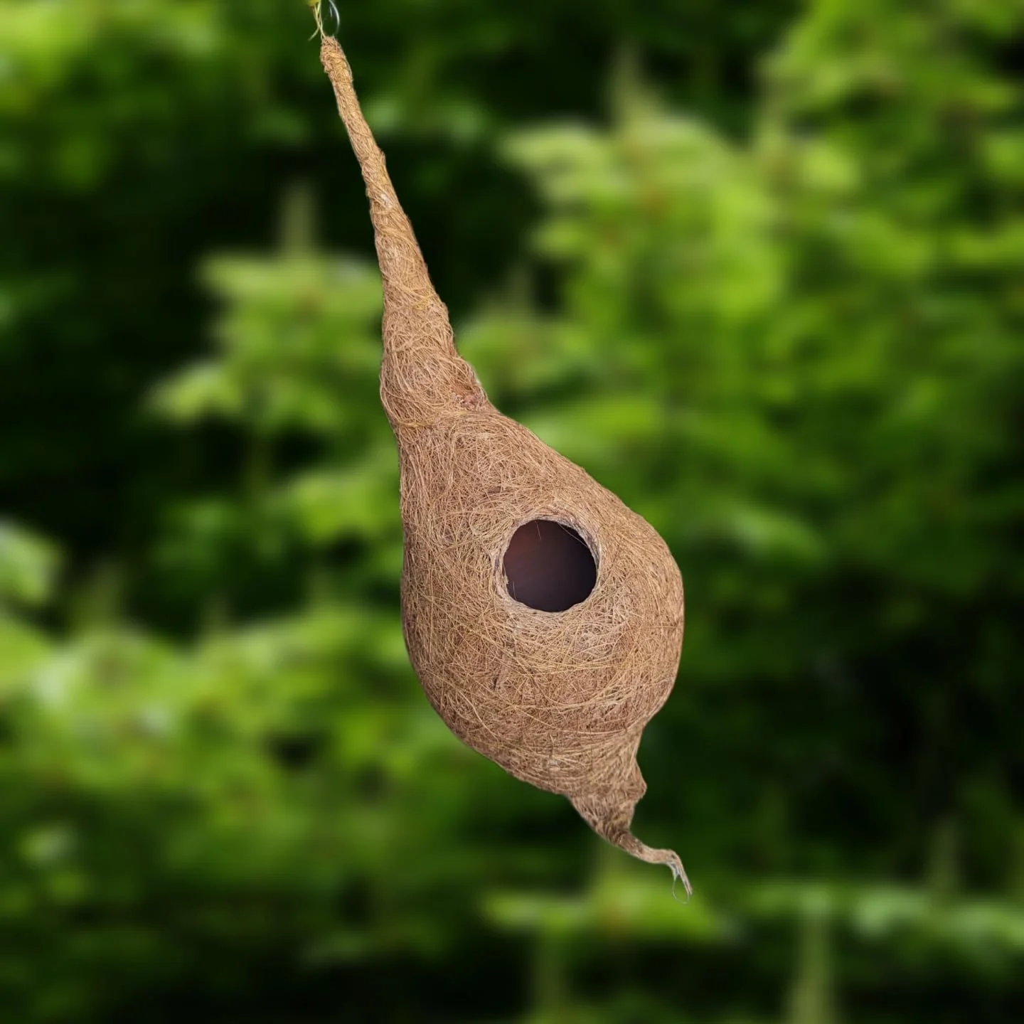 لانه پرنده گرد ارگانیک ایزی هلال، کاملا دست ساز، مناسب گنجشک و پرندگان کوچک، جنس الیاف نارگیل، رنگ قهوه ای (الیاف نارگیل با پوسته گلی)