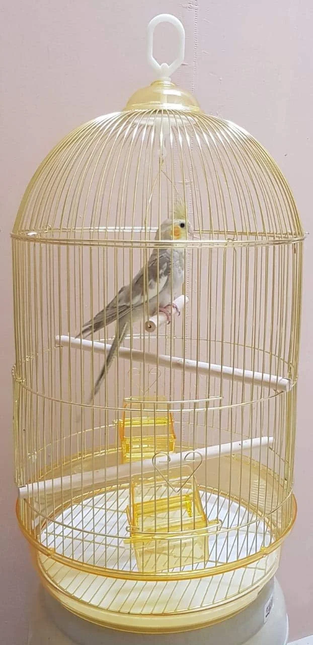 قفس پرنده بزرگ طلایی، دارای ظرف غذا، تاب و چوب مناسب برای طوطی های کوچک و متوسط مانند کانور، پاراکیت، مرغ عشق، فیشر، عروس هلندی، قناری و فنچ طلایی