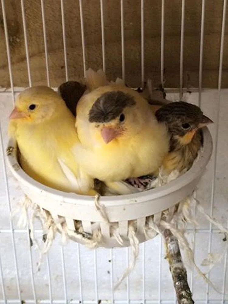 لانه پرنده پارک پرندگان - لانه سبد پرنده پلاستیکی ایتالیایی - مناسب برای قناری، فینچ و مرغ عشق - ست 2 عددی