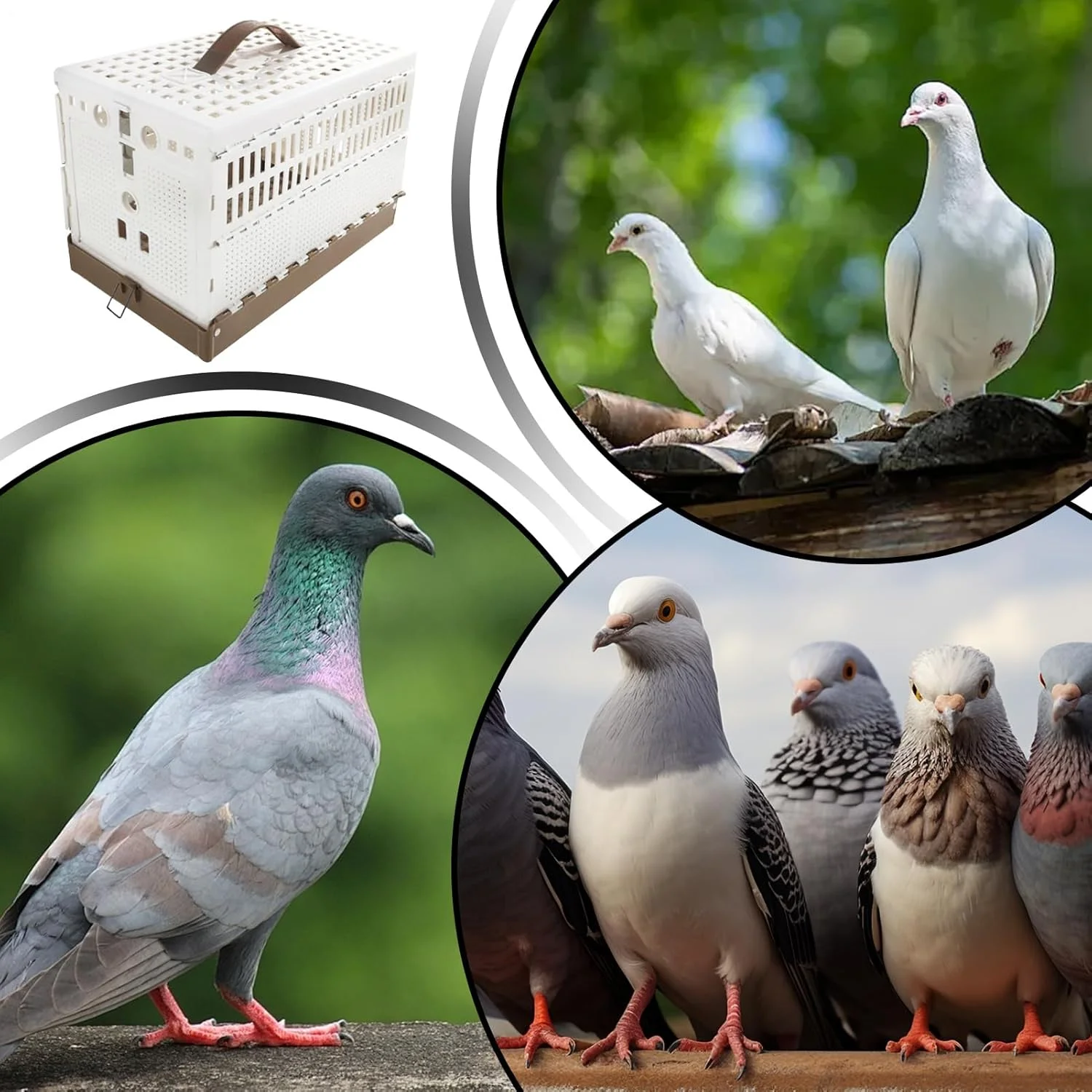 قفس پرنده طوطی عروس هلندی - تاشو و قابل حمل برای اهلی کردن، قفل ایمن، آموزش در فضای داخلی و خارجی، مسافرت با تمیز کردن آسان، استفاده در حیاط و منزل با ساختار فلزی، سبک وزن