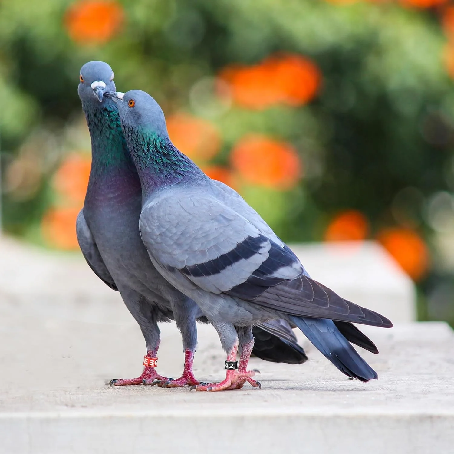 حلقه پای پرنده STPCTOU، حلقه پرنده، حلقه پای پرنده، حلقه پای آلومینیومی چند رنگ برای کبوتر، حلقه شناسایی برای آموزش کبوتر، مناسب برای پرندگان هیبیسکوس، طوطی، گل صد تومانی، کبوتر، رنگ های ترکیبی 50 عدد در هر بسته