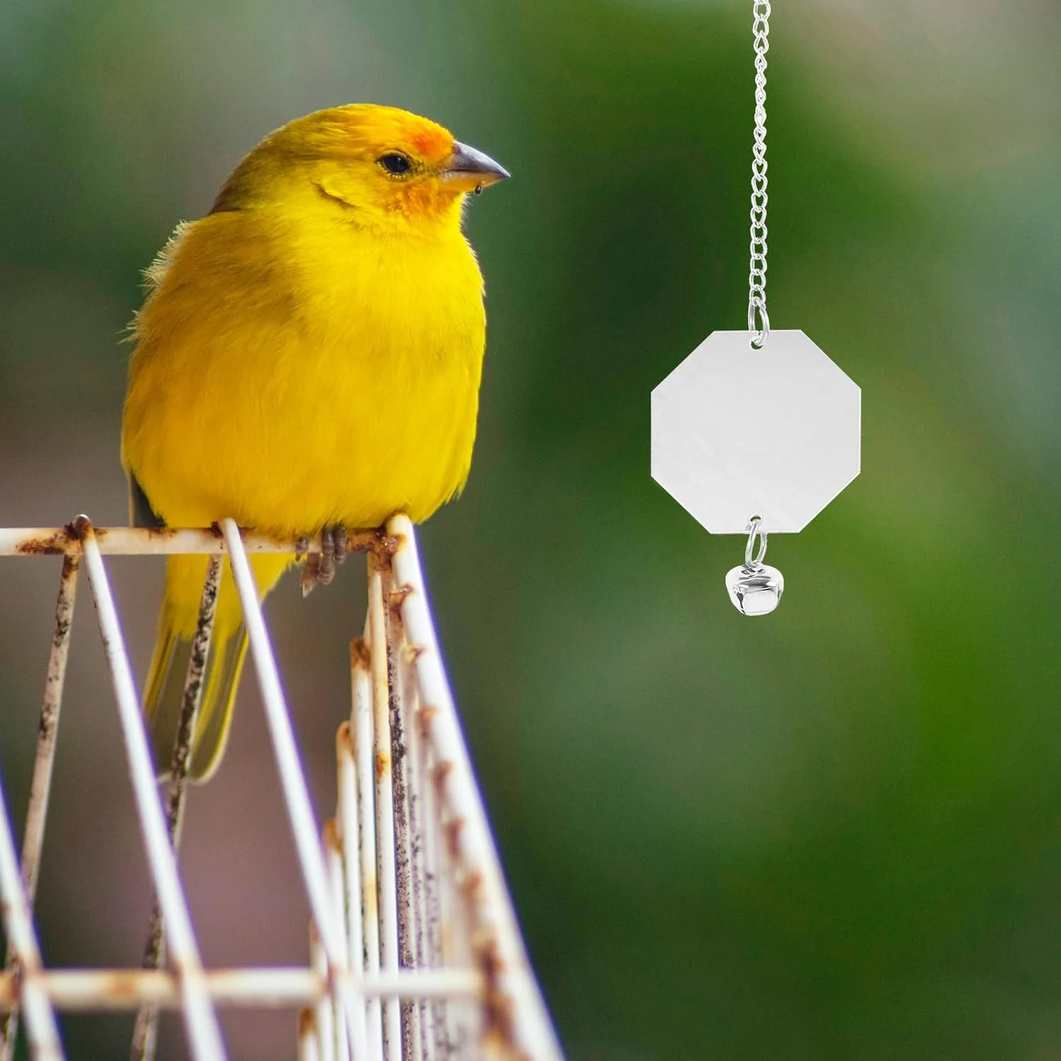 آینه اسباب بازی طوطی نولیتوی، آینه اسباب بازی پرنده، اسباب بازی طوطی برزیلی، آینه اسباب بازی طوطی برزیلی، لوازم جانبی پرنده، اسباب بازی طوطی، آینه بزرگ، قفس طوطی، زنجیر آویز، آینه پرنده، لوازم طوطی، اکریلیک