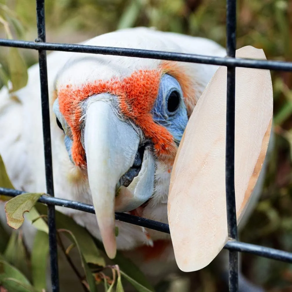 JOPESA بسته 10 عددی اسباب بازی جویدنی پرنده، استخوان ماهی مرکب بدون نمک، اسباب بازی دندان درآوردن و ساییدن پرندگان خانگی برای طوطی های کوچک، مرغ عشق ها، عروس هلندی ها، باجریگارها/6