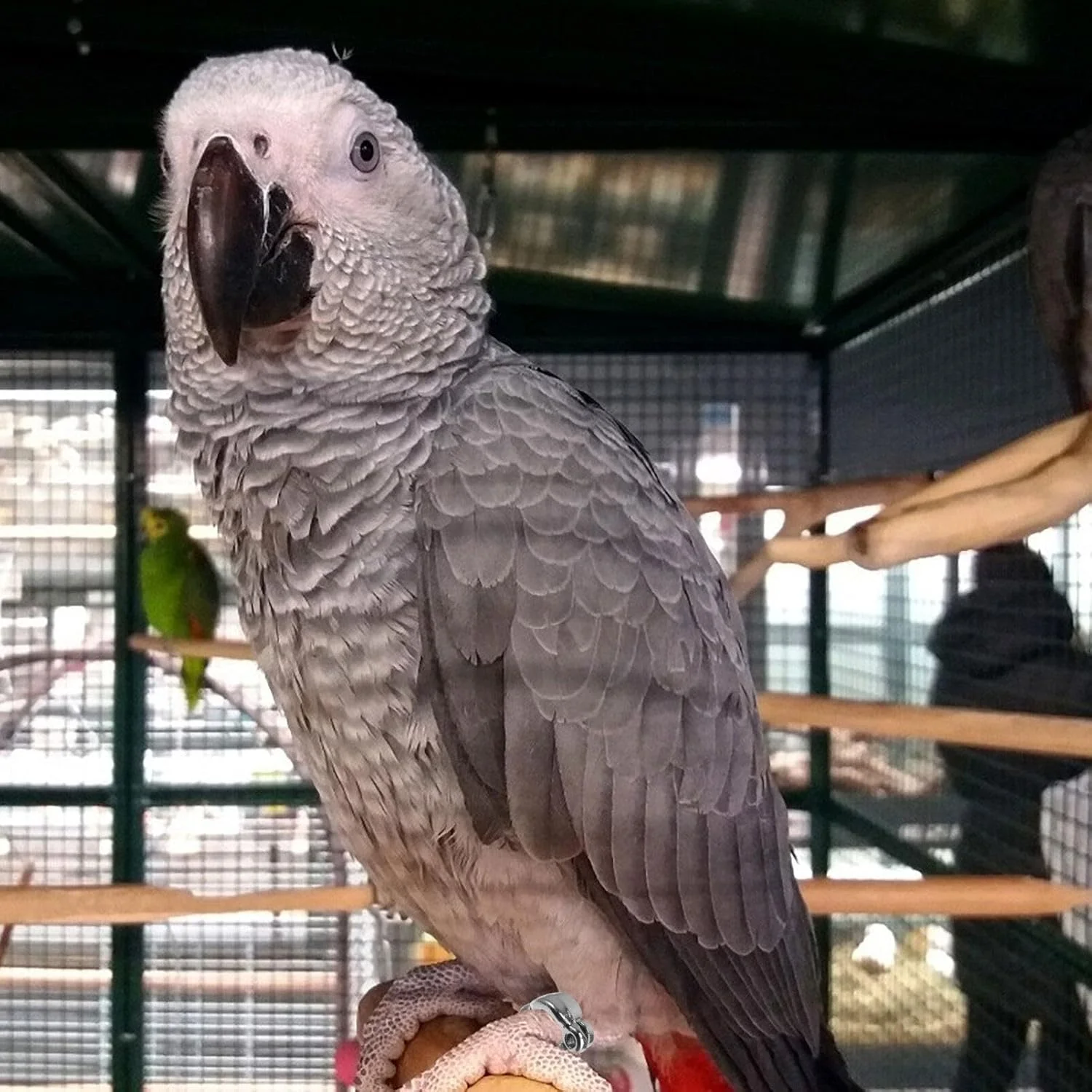 حلقه پای پرنده جنریک - 6 عدد حلقه پا برای طوطی، لوازم جانبی آموزش پرنده برای طوطی ها