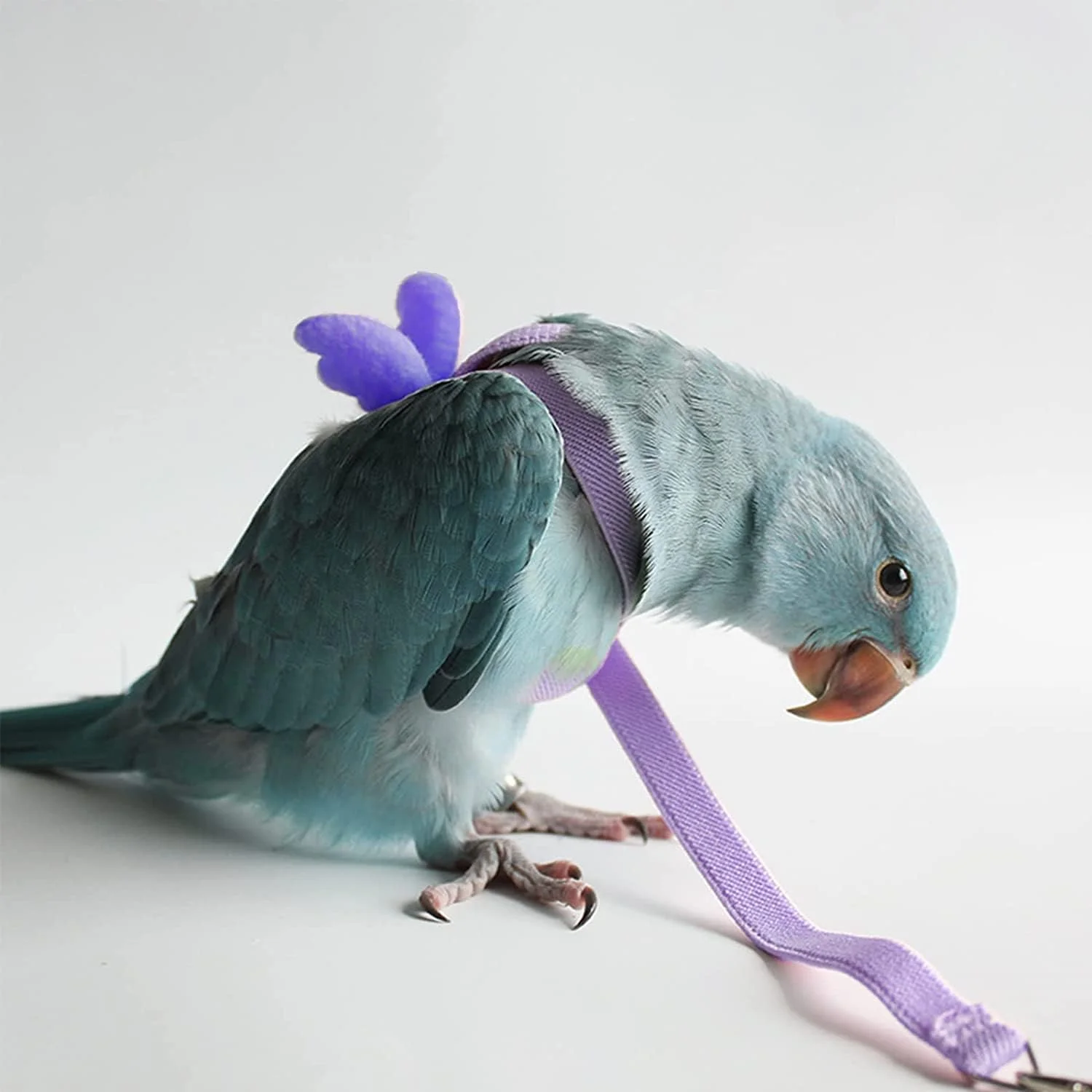 بند آموزش پرندگان ELECDON، طناب پرواز قابل تنظیم طوطی، بند کشش پرواز جهانی، ابزارک بادوام برای بیرون بردن و آموزش در فضای باز برای پرندگان، طوطی، عروس هلندی، مرغ عشق، لوری، 1 عدد، بنفش بند آموزش پرندگان ELECDON، طناب پرواز قابل تنظیم طوطی، بند کشش پرواز جهانی، ابزارک بادوام برای بیرون بردن و آموزش در فضای باز برای پرندگان، طوطی، عروس هلندی، مرغ عشق، لوری، 1 عدد، بنفش