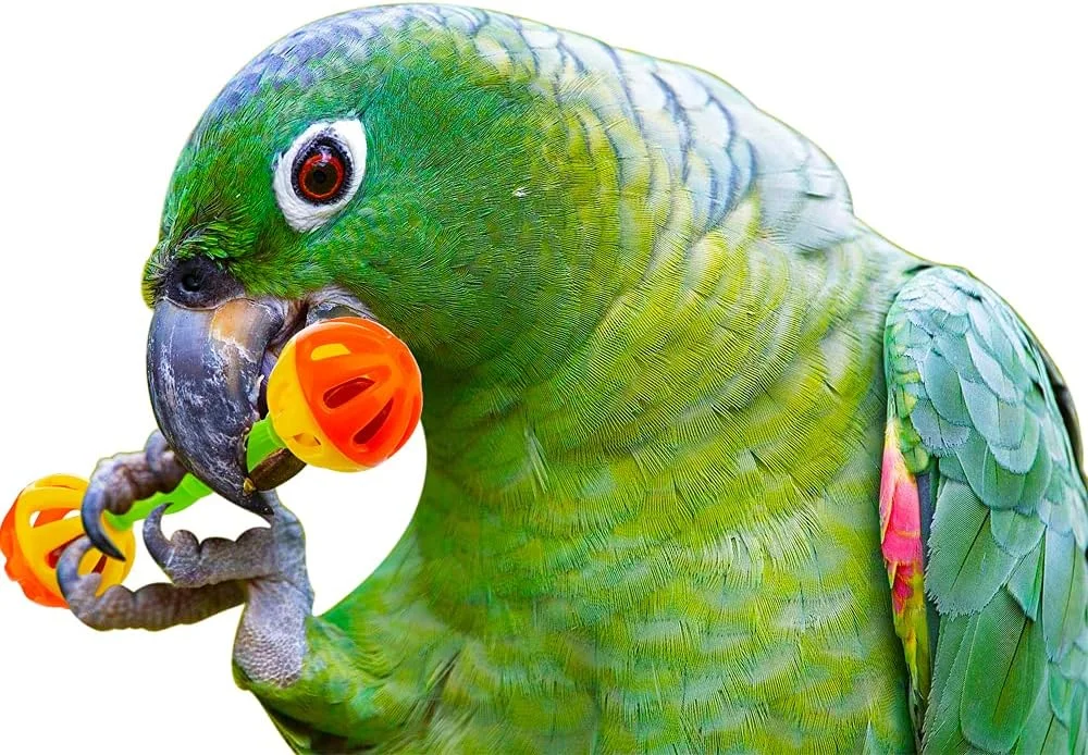 DQITJ بسته 4 عددی اسباب بازی دمبل میله ای پرنده برای طوطی های کوچک، پاراکیت گونه سبز، عروس هلندی، کانور، مرغ عشق DQITJ بسته 4 عددی اسباب بازی دمبل میله ای پرنده برای طوطی های کوچک، پاراکیت گونه سبز، عروس هلندی، کانور، مرغ عشق